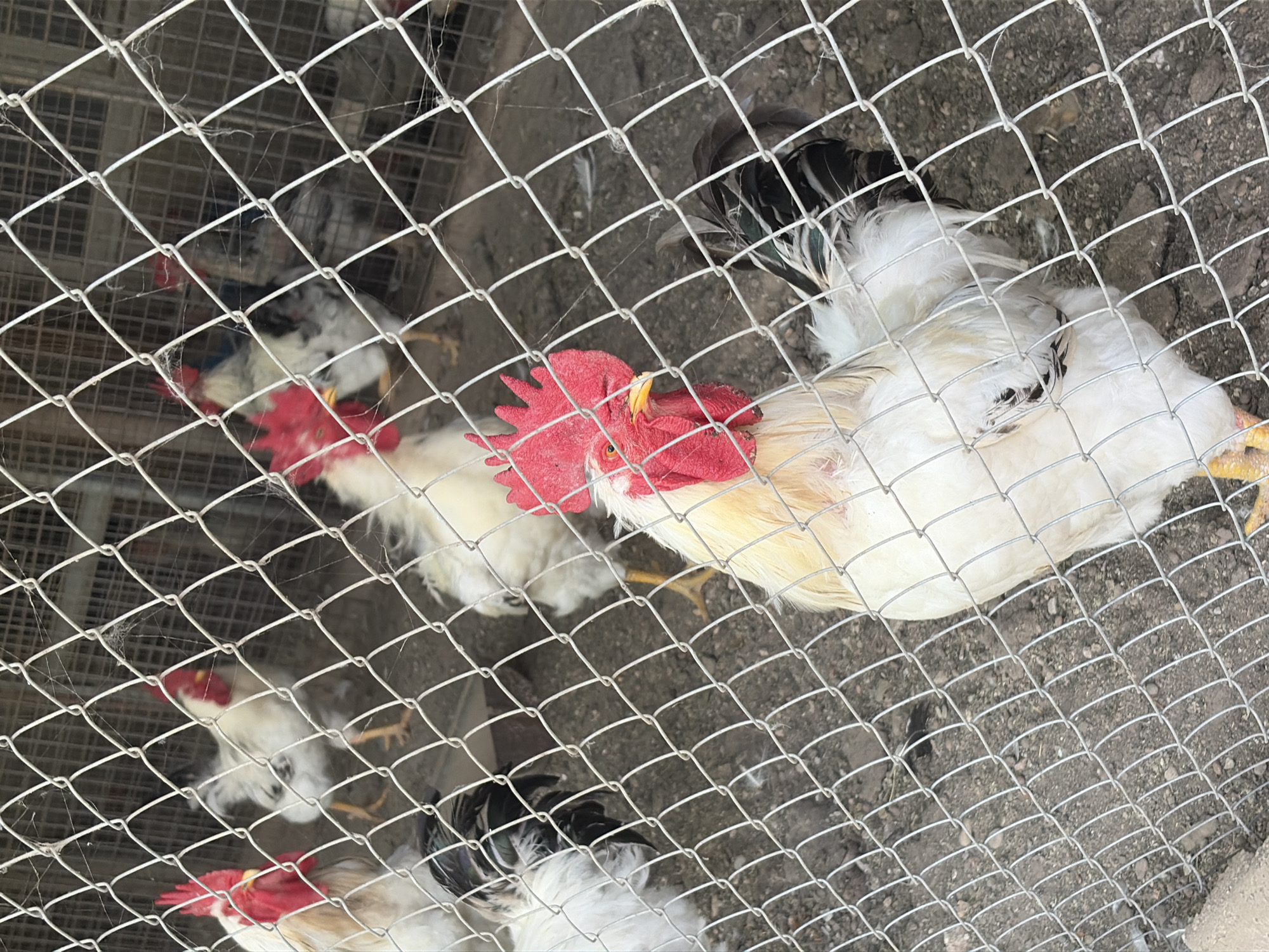 A group of roosters are in a wire enclosure. The roosters are mostly white with red combs and wattles. Some have black and green iridescent tail feathers. The ground inside the enclosure is dirt and gravel. Cobwebs are visible on the wire fence. There is no visible indication of the location being the city of Oxentea, Moldova.