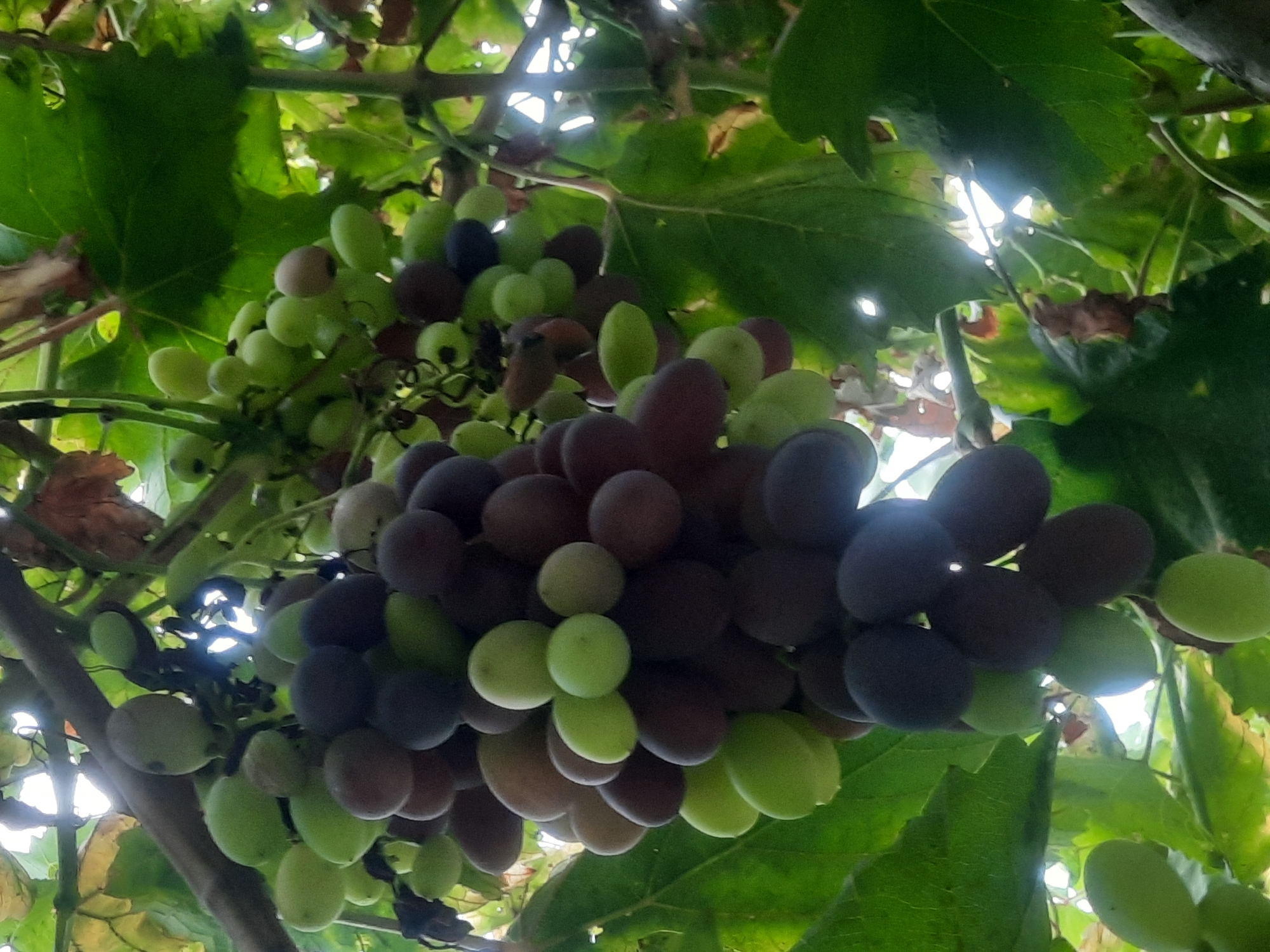 The image shows a close-up of a grapevine laden with clusters of green and dark purple grapes, hanging from thick branches. The leaves of the vine are large, green, and some show signs of browning and decay. Sunlight filters through the foliage, creating bright spots and dappled shadows. The scene appears to be outdoors, likely in an agricultural setting. No people or buildings are visible. The photograph captures a natural, organic texture of the fruit and foliage. The location is identified as Восеабад, Tajikistan, suggesting a possible vineyard or home garden in that region.