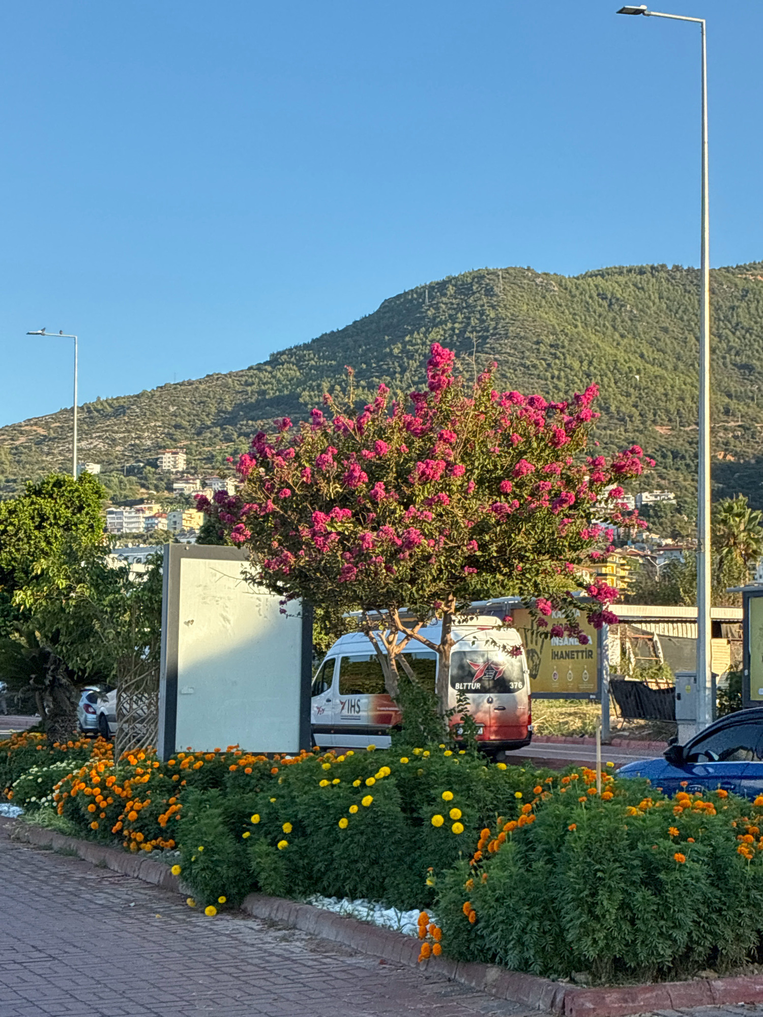 In Alanya, Turkey, a clear blue sky is visible above a verdant, tree-covered hillside dotted with buildings. In the foreground, a vibrant pink flowering tree stands near a paved walkway. A white van with signage is parked behind a large, blank white board, and in front of it, a colorful border of orange and yellow marigolds lines the walkway. A street lamp stands tall on the right side of the image, and a blue car is parked on the right. The scene appears to be a public space, possibly a park or a street lined with businesses, with lush vegetation and a backdrop of the city against the mountainous terrain.