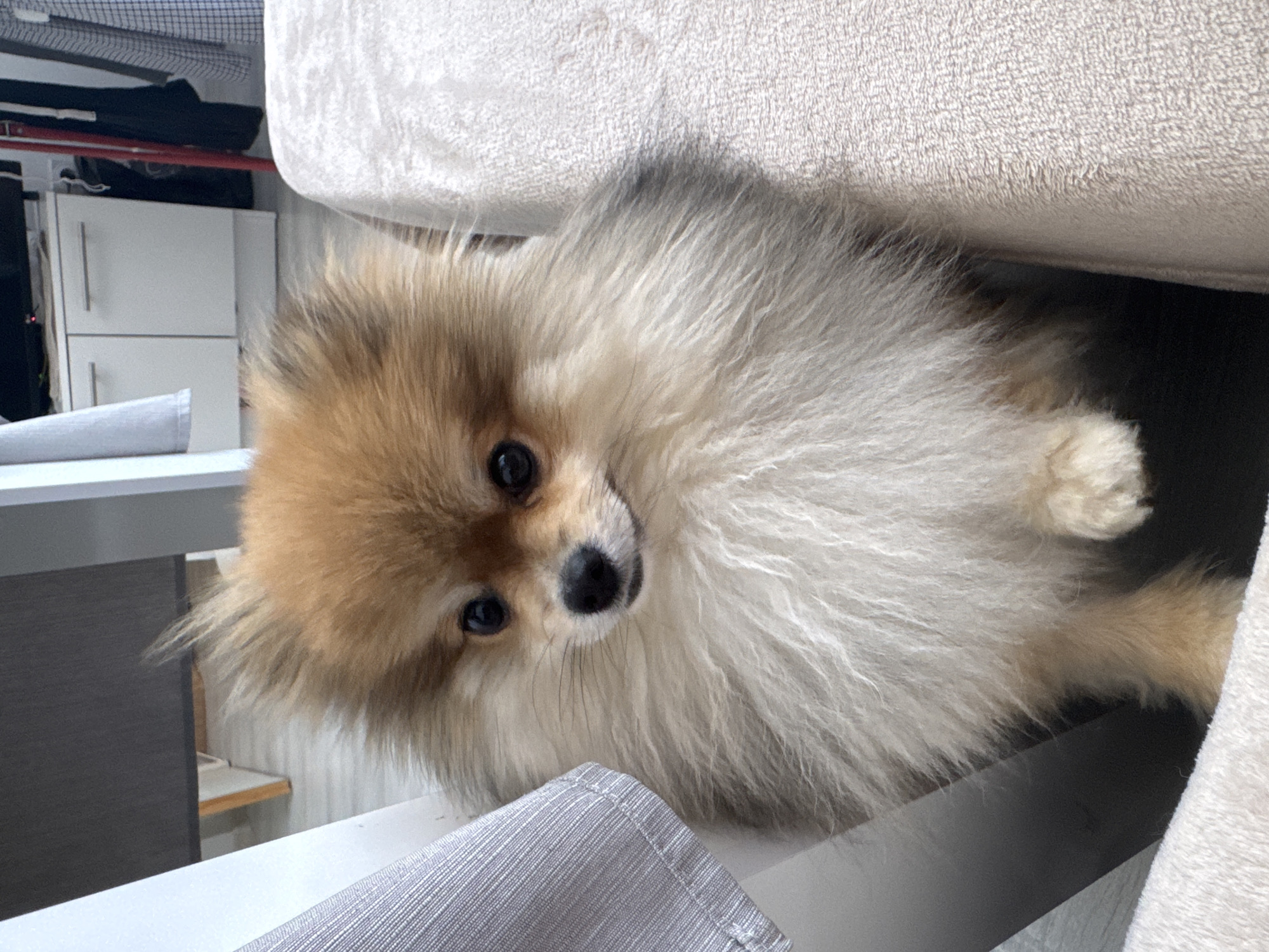 The central subject of the image is a fluffy Pomeranian dog, predominantly light brown, cream, and white in color. The dog is positioned indoors, peeking out from underneath or beside a piece of light-colored, upholstered furniture, likely a sofa or bed. Its head is tilted slightly, and its dark, round eyes and black nose are clearly visible as it looks directly towards the viewer with a curious and attentive expression.
The setting appears to be a home environment. In the background, to the left, a white cabinet with two drawers and silver handles is visible. Above the cabinet, a dark object and some checkered fabric are present. A light gray, rolled-up fabric item rests on a surface in the foreground, below the dog's head. Another section of light gray, textured fabric is visible in the bottom foreground, indicating part of the furniture or a nearby item. The lighting suggests it is daytime.
The activity captured is the dog observing its surroundings, possibly playfully peeking out from its hiding spot. The overall mood is one of domestic curiosity and charm. There is no visible text in the image. The location context is Sofia, Bulgaria.