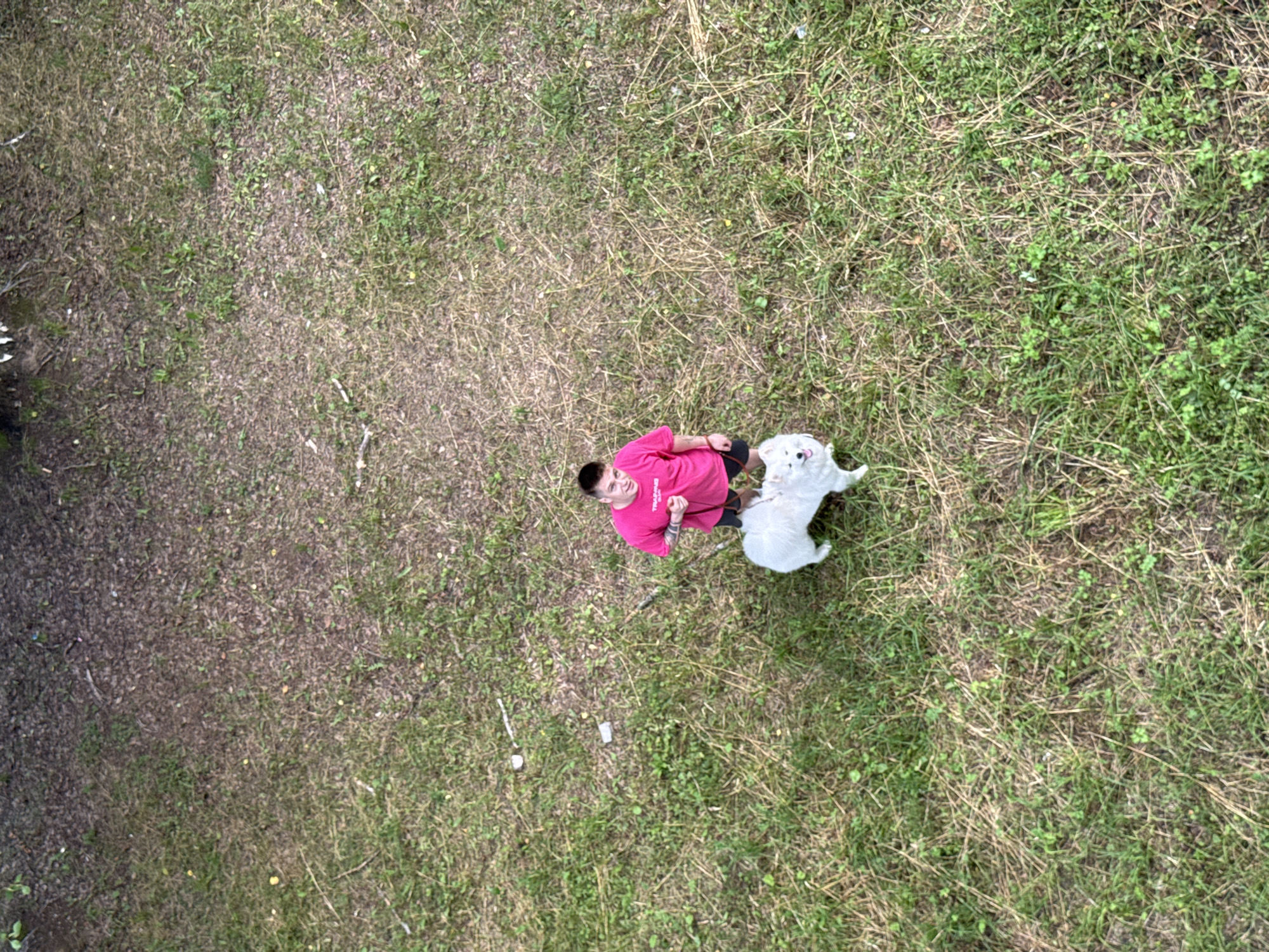 An aerial shot shows a person and a white dog on a patch of grass. The person, wearing a pink t-shirt and dark shorts, holds a leash attached to the dog. The grass is a mix of green and dry blades, with some patches of bare dirt visible. The scene appears to be a park or an open area in Chaikovsky, Russia, given the context.