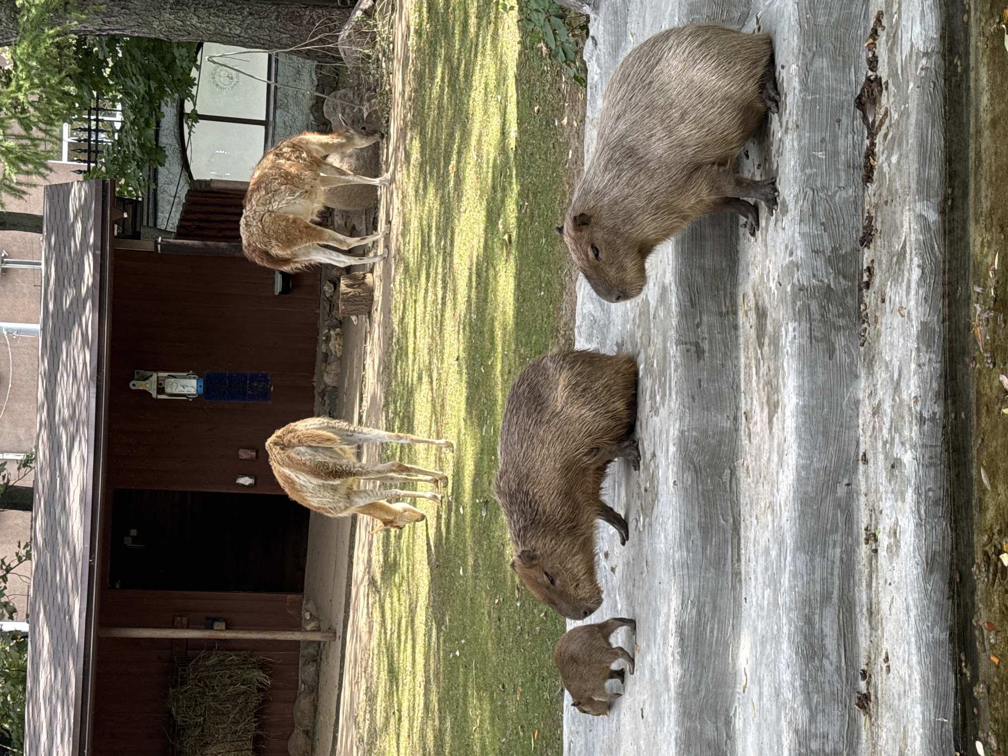 This is an outdoor, eye-level, medium shot of three capybaras and two vicuñas in an enclosure at the zoo. The capybaras are on a concrete tiered platform in the foreground, with two adults and one juvenile. The adult capybaras are facing right, and the juvenile is facing left, all appearing to be relaxed. In the background, on a grassy area, are two vicuñas, one facing away from the camera and the other facing down towards the grass. A red barn-like structure is behind the vicuñas, with a fence and trees in the far background. The lighting is bright, indicating daytime, and shadows are cast across the scene.