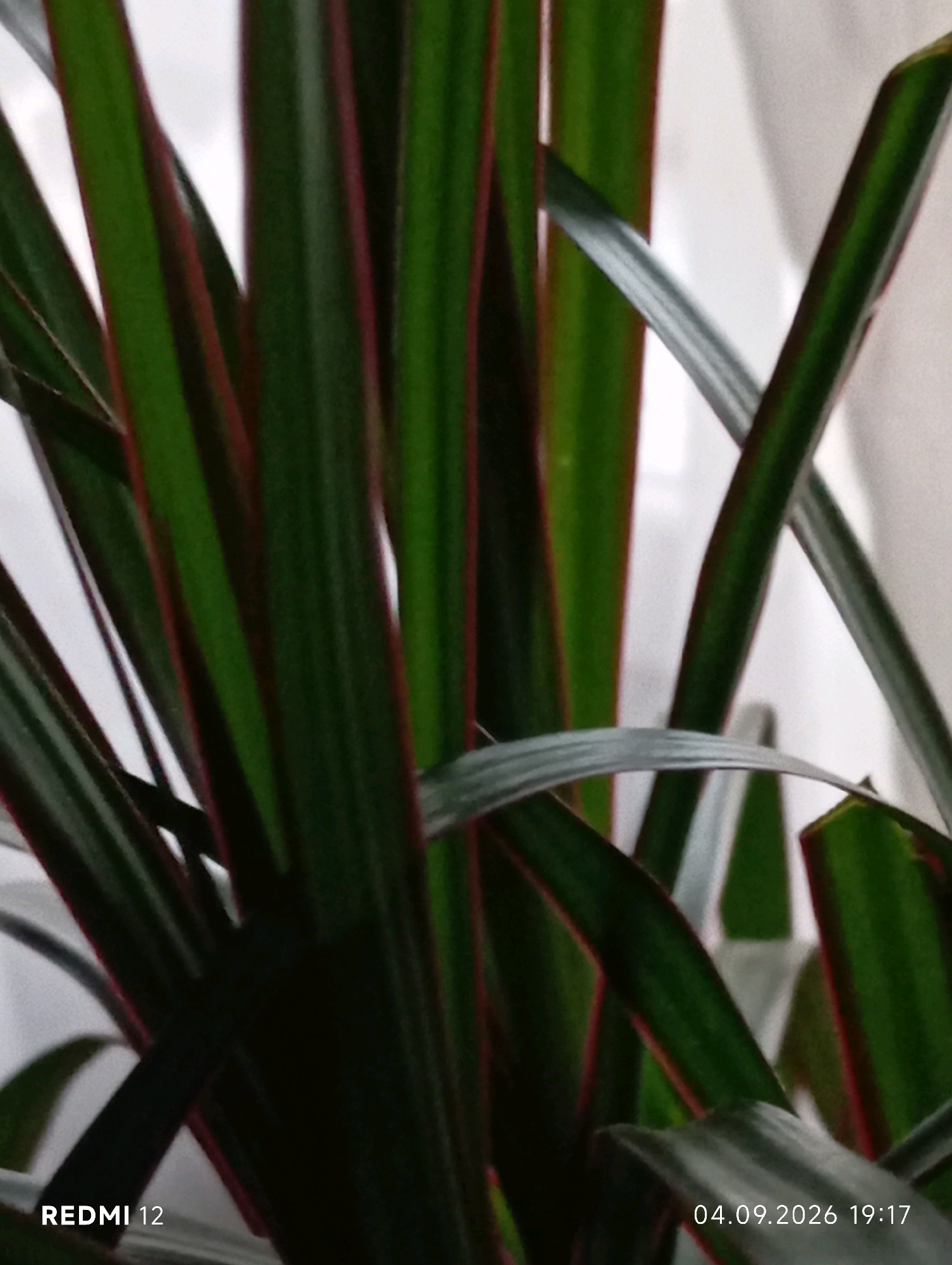 The image shows a close-up of green leaves with red edges, likely from a Dracaena plant. The leaves are arranged vertically and appear lush. The background is blurred and appears to be a white wall or curtain, suggesting an indoor setting. There is a timestamp in the bottom right corner indicating "04.09.2026 19:17" and a watermark "REDMI 12" in the bottom left corner. The image is taken in Smila, Ukraine. There are no people, actions, or interactions depicted in this image.
