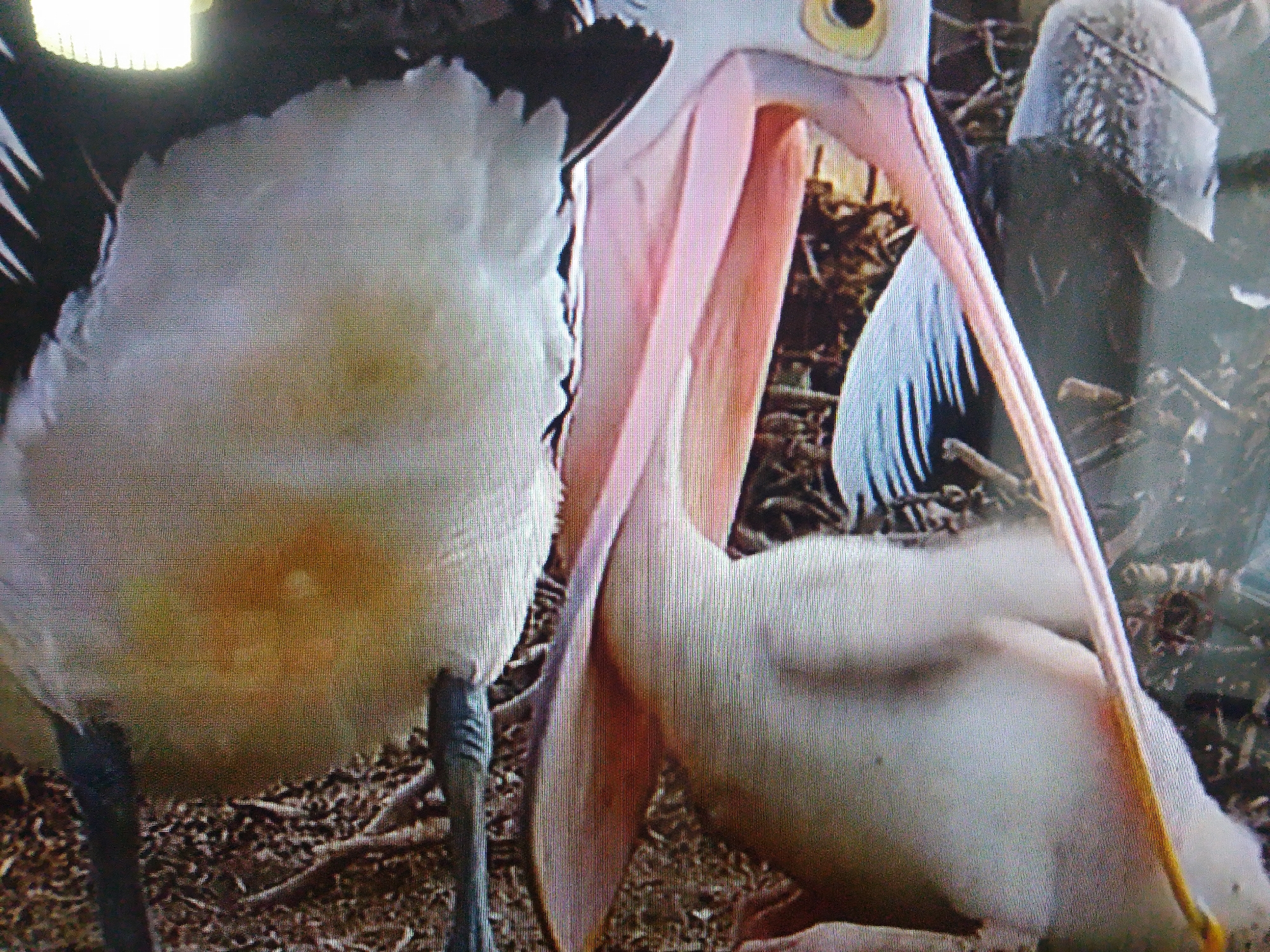 The image shows a close-up view of two pelicans. One pelican, on the left, is larger and appears to be feeding a smaller pelican. The larger pelican has its beak open wide, revealing a pink pouch, and is feeding the smaller pelican, which is inside its beak. The smaller pelican's head and neck are visible, and it appears to be receiving food. The pelicans are in a nest made of twigs and dry grass. There is no indication of the city of Dushanbe, Tajikistan, in the image.