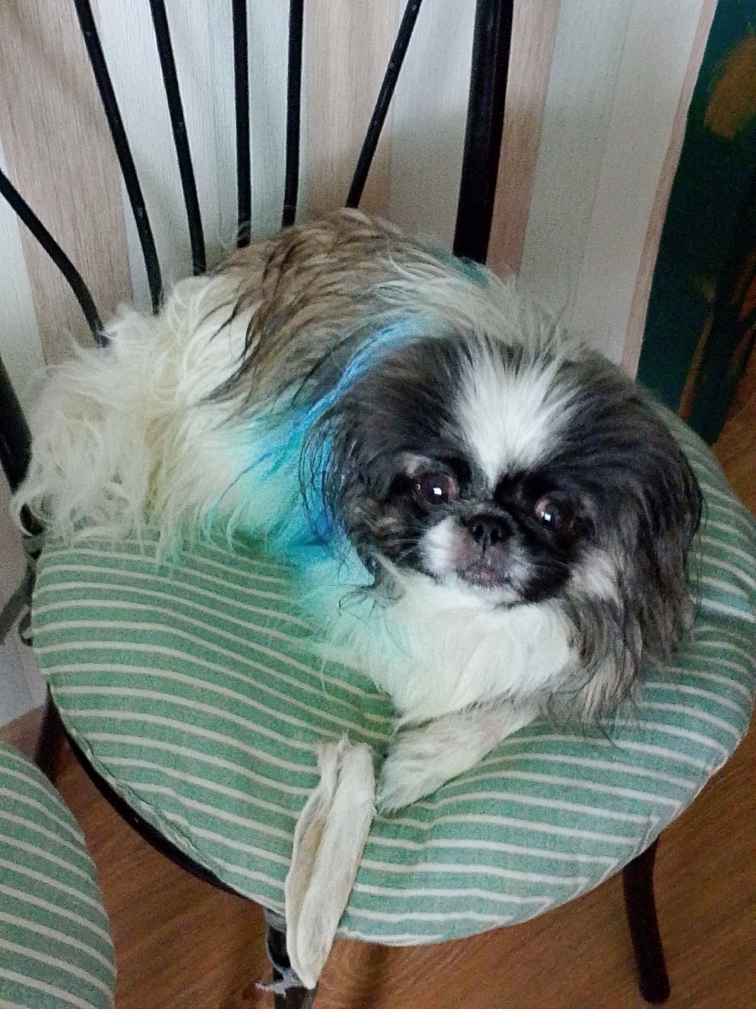A Pekingese dog with black, white, and brown fur is sitting on a round chair with green and white striped upholstery. The dog has a patch of blue-dyed fur on its side. The chair has a black metal frame. The background includes a wall with vertical stripes. The location is unknown.