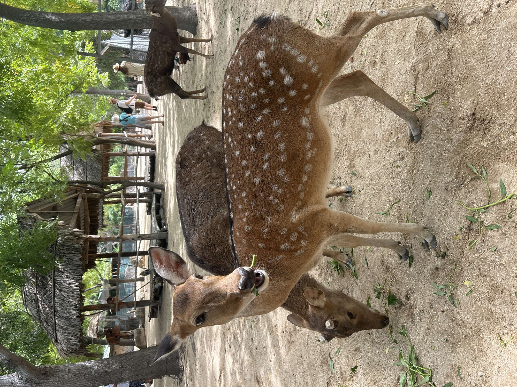 In Hoa Thang, Vietnam, a group of spotted deer are grazing on a sandy ground beneath a canopy of trees. The deer have brown fur with distinct white spots. One deer in the foreground is looking directly at the camera while chewing on a green leaf. Another deer is partially visible in the lower left corner, also eating. In the background, several people are visible, some wearing hats, walking near thatched-roof structures. The environment appears to be an open-air animal enclosure or park.