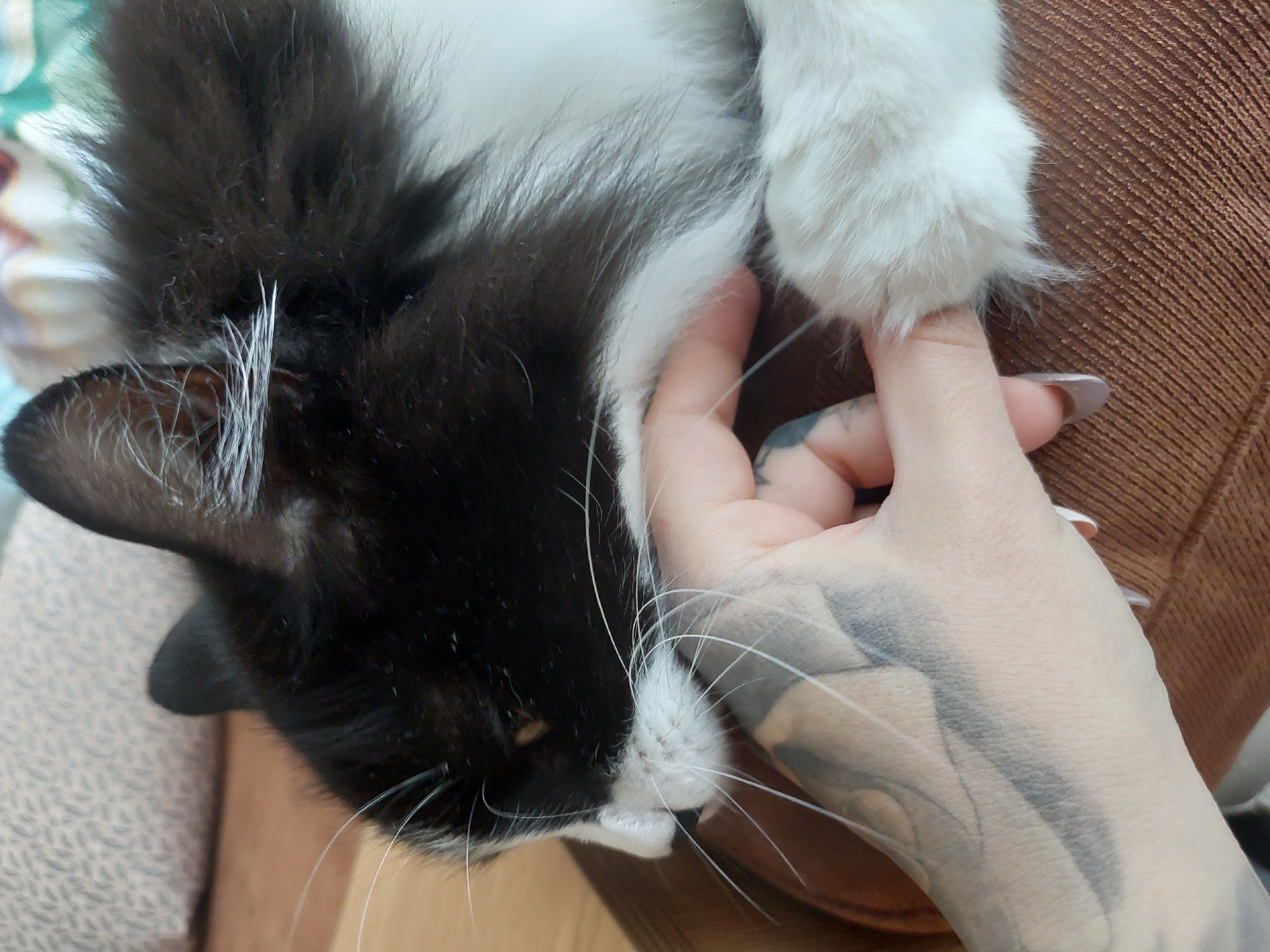 The image presents a close-up, intimate scene featuring a black and white long-haired cat and a human hand. The cat, appearing relaxed and potentially sleeping, occupies the left side of the frame. Its fluffy black fur covers most of its head, with a distinct white blaze around its nose and mouth, and prominent long white whiskers fanning out. One erect black ear is visible at the top left, and a hint of a yellowish eye can be seen beneath the fur.
A human hand, with fair skin, gently holds the cat's white, fluffy paw. The back of the hand and wrist are adorned with extensive dark, possibly abstract or patterned, tattoos. The fingernails are manicured and painted with a light, natural-toned polish.
The activity depicted is a gentle, affectionate interaction between the human and the cat, highlighting a moment of comfort and bonding. The setting appears to be indoors, with a textured brown fabric, likely a couch or blanket, forming the background on the right. A lighter, patterned fabric is partially visible on the left side of the frame.
The overall mood is tranquil and affectionate. There are no specific cues to indicate the time of day or weather, as the scene is indoors. No visible text is present in the image. The location context provided is Plovdiv, Bulgaria, but the image itself does not contain visual elements to confirm this geographical location.