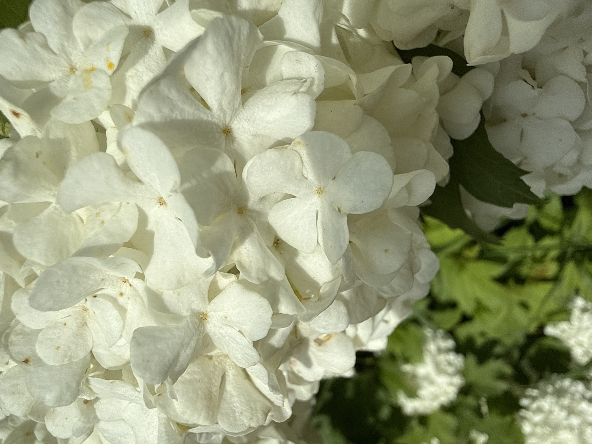 This close-up photograph captures a vibrant cluster of white flowers, strongly resembling a snowball viburnum or a type of hydrangea. The dense inflorescence fills most of the frame, showcasing numerous small, delicate white florets. Each individual floret typically features four or five petals surrounding a tiny central stamen or pistil, some of which exhibit faint yellow or light brown specks, indicating natural development or minor imperfections. Bright, direct sunlight illuminates the petals, creating varied shadows and highlights that emphasize their soft texture and rounded forms. This strong lighting suggests a clear and sunny day, likely morning or early afternoon. Dark green leaves are visible in the background and peeking through the flower clusters, confirming an outdoor natural setting. Given the provided context, these flowers are located in Ljalshur, Russia, growing in a garden or natural landscape. The image conveys a sense of natural beauty, purity, and the freshness of blooming flora. No activity or visible text is present.