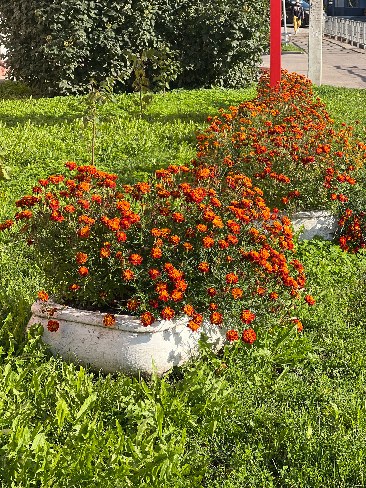 The image shows a sunny day scene outdoors in a city, possibly a park or public space. In the foreground, there are two large, weathered, off-white planters filled with a dense growth of bright orange and red marigolds. The flowers are in full bloom, creating a vibrant display. Surrounding the planters is lush green grass, with some weeds and other low-lying plants. In the background, a large, dark green bush or tree provides a leafy backdrop. Further back, a bright red pole stands vertically. To the right of the pole, a person in a yellow jacket and dark pants is walking away from the camera on a paved area, possibly a sidewalk or street, which is bordered by a metal railing. The overall impression is a well-maintained urban green space with blooming flowers.