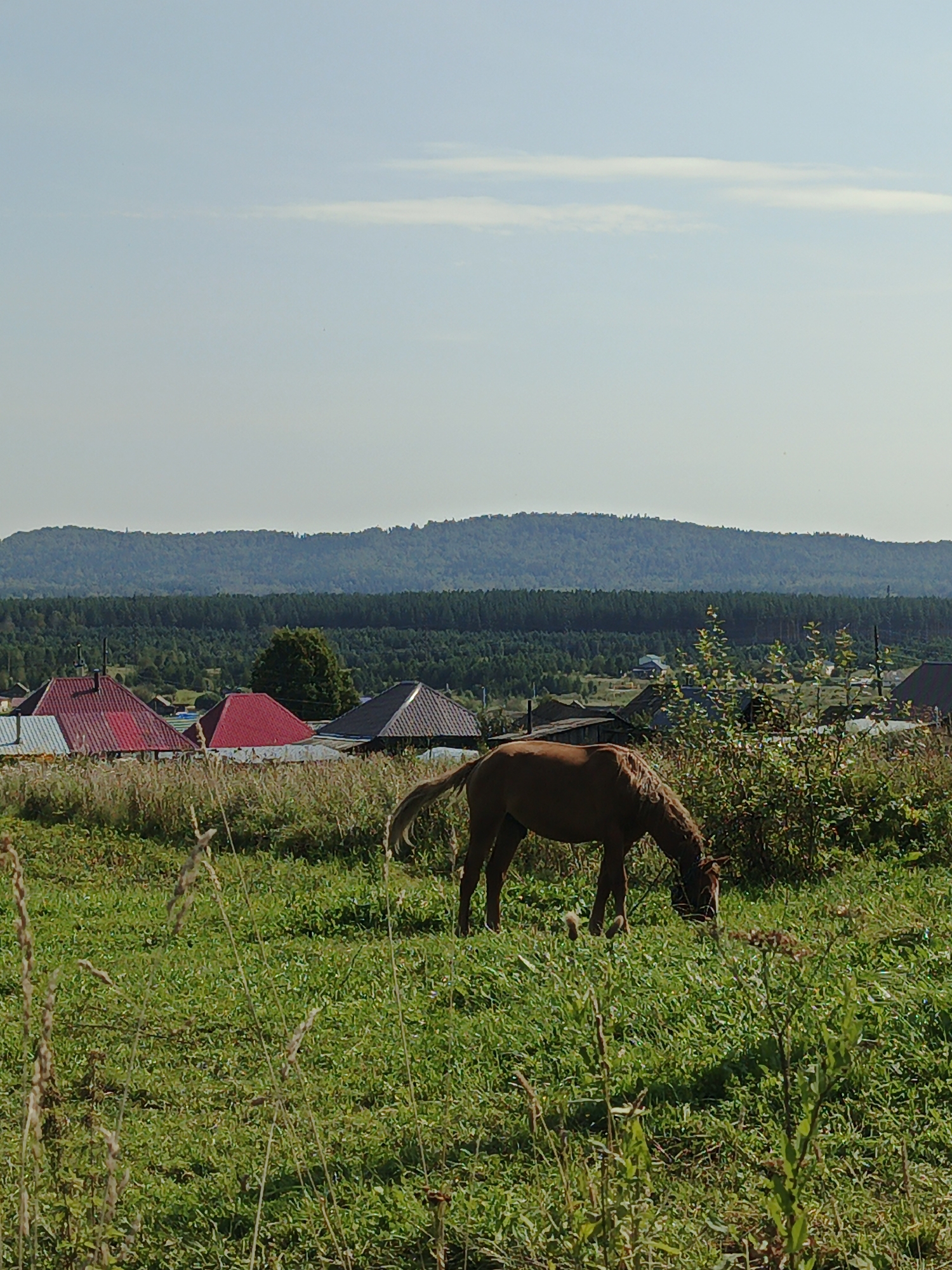 A brown horse grazes in a grassy field in Medvedyovka, Russia. The horse is positioned in the center-right of the frame, facing towards the right and bending its head down to eat. The field is lush and green, with some taller, dry grasses in the foreground. In the background, several houses with red roofs are visible, nestled amongst trees. Beyond the houses, a dense forest stretches across rolling hills, and a hazy, mountainous landscape is visible in the far distance. The sky is a pale blue with a few wispy clouds. The scene appears to be a rural or semi-rural setting on a clear day.