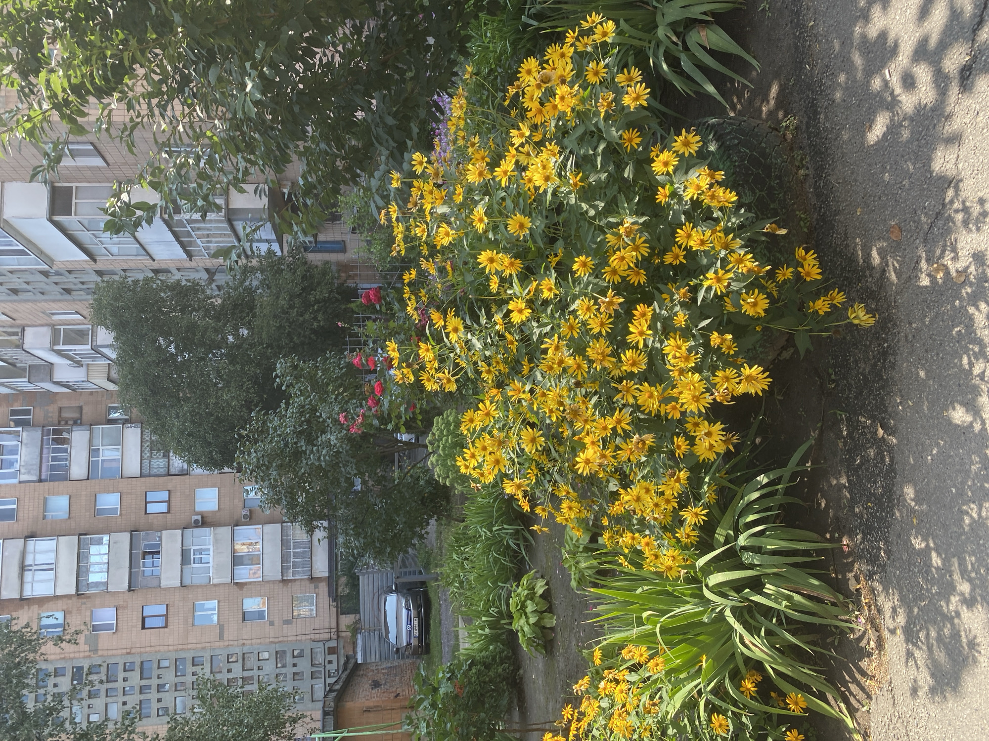 The image depicts a residential courtyard in Poltava, Ukraine, featuring a large cluster of yellow daisies in the foreground, bordering a paved area. Behind the flowers, a dark-colored sedan is parked. In the background, a multi-story apartment building with light-colored brickwork and numerous balconies dominates the scene, interspersed with mature green trees. The overall impression is one of a sunny day in a typical urban courtyard.