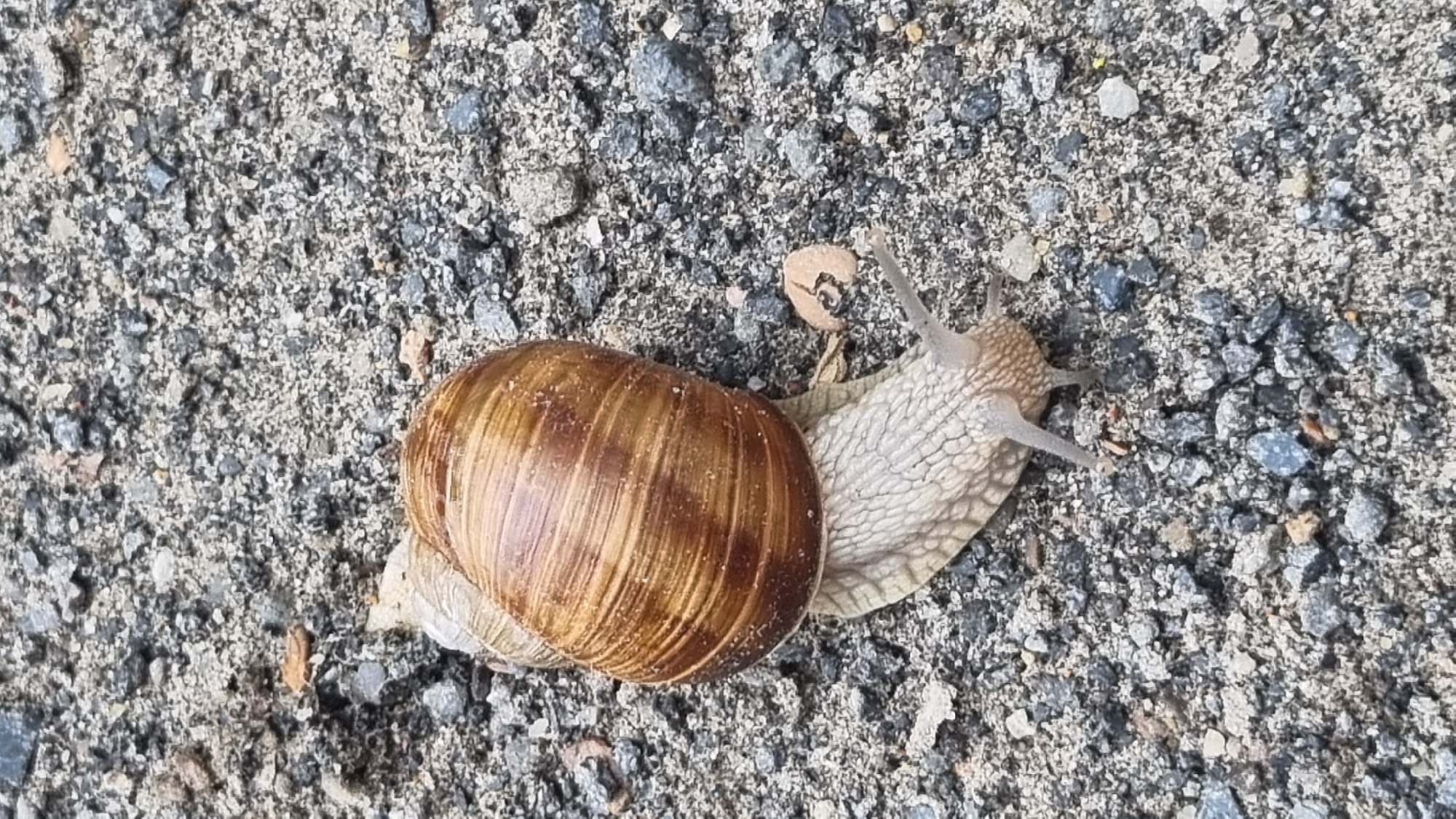 A snail is on a gravel surface. The snail's shell is coiled and has brown stripes. The snail's body is visible and appears to be light-colored. The snail has two tentacles extended. The background is composed of various sizes of gray and black gravel with some smaller lighter-colored stones. The image is taken from a top-down perspective.