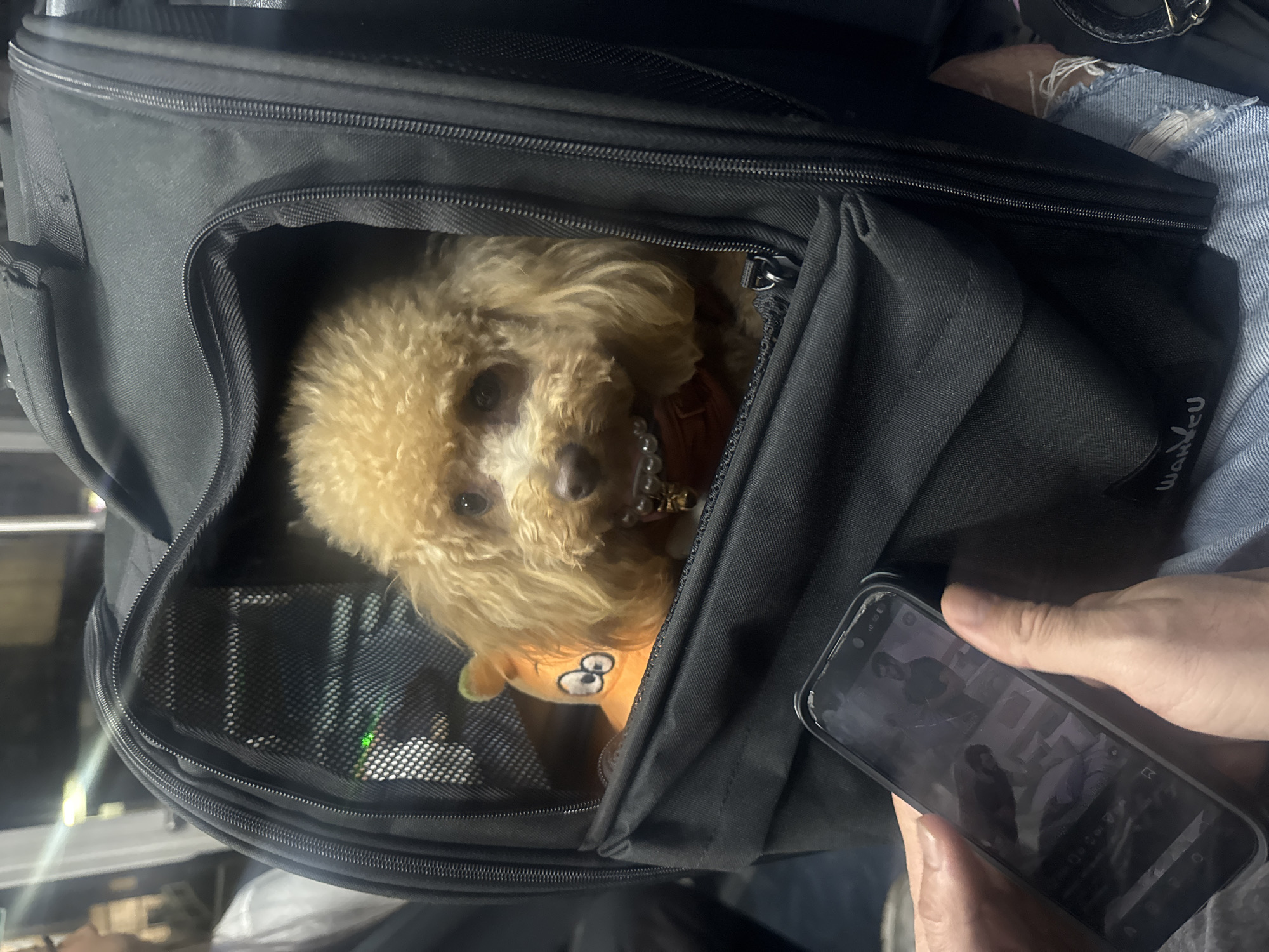 A tan poodle peers out from inside a partially zipped black pet carrier bag. A plush toy with cartoonish eyes is also visible within the carrier. A person is holding a smartphone in their hands to the right of the bag. The screen of the phone shows a black and white image. The person holding the bag is wearing light-colored denim jeans with a frayed area near the top. The location of the scene cannot be determined from the image.