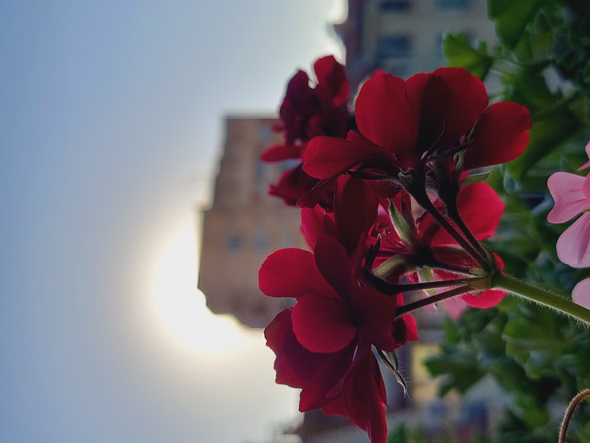 A close-up, low-angle shot focuses on a cluster of deep red geranium flowers in bloom. The petals are soft and velvety, with some edges slightly curled. The stems are green and fuzzy. Behind the flowers, the sun is setting, casting a bright, hazy glow that partially obscures a muted, tan-colored building with visible windows. The building appears to be residential or an office complex and is located in the city of Sofia, Bulgaria. The sky above is a pale blue, transitioning to a lighter shade near the horizon. The overall impression is a serene urban scene, capturing the beauty of nature against a backdrop of city architecture.