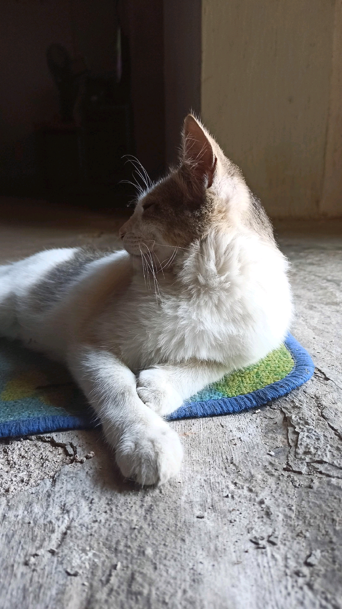 A calico cat is lying down on a small, colorful mat. The cat has white fur with patches of tan and gray. Its eyes are closed, and its head is turned to the left. The mat is oval-shaped and has stripes of blue, green, and yellow. The cat is lying on a rough, gray concrete surface. In the background, there is a dark shadow of what appears to be furniture, possibly a sofa or chair, suggesting the scene is indoors, near a doorway or window. The lighting suggests it is daytime, with sunlight casting shadows. The setting is consistent with a residential area in Simo, Indonesia, possibly a home or an outdoor patio area.