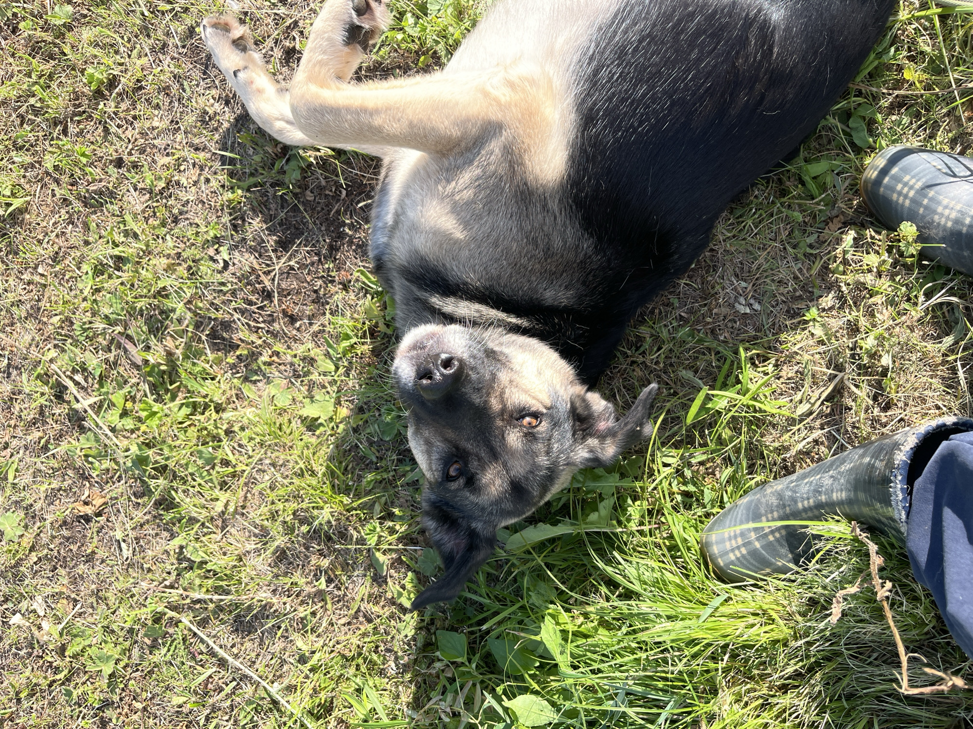 A dog is lying on its back in the grass, with its paws in the air. The dog is mostly black with tan markings on its face and legs. Its eyes are open, and it appears to be looking at the camera. Next to the dog is a person's leg wearing a blue pant leg and a black and gray checkered rubber boot. The scene is outdoors, with green grass and some dry patches of dirt. Sunlight is hitting the scene, casting shadows and creating bright highlights on the dog's fur. The image seems to have been taken on a clear, sunny day. No text is visible in the image. The location is Nizhny Tagil, Russia.