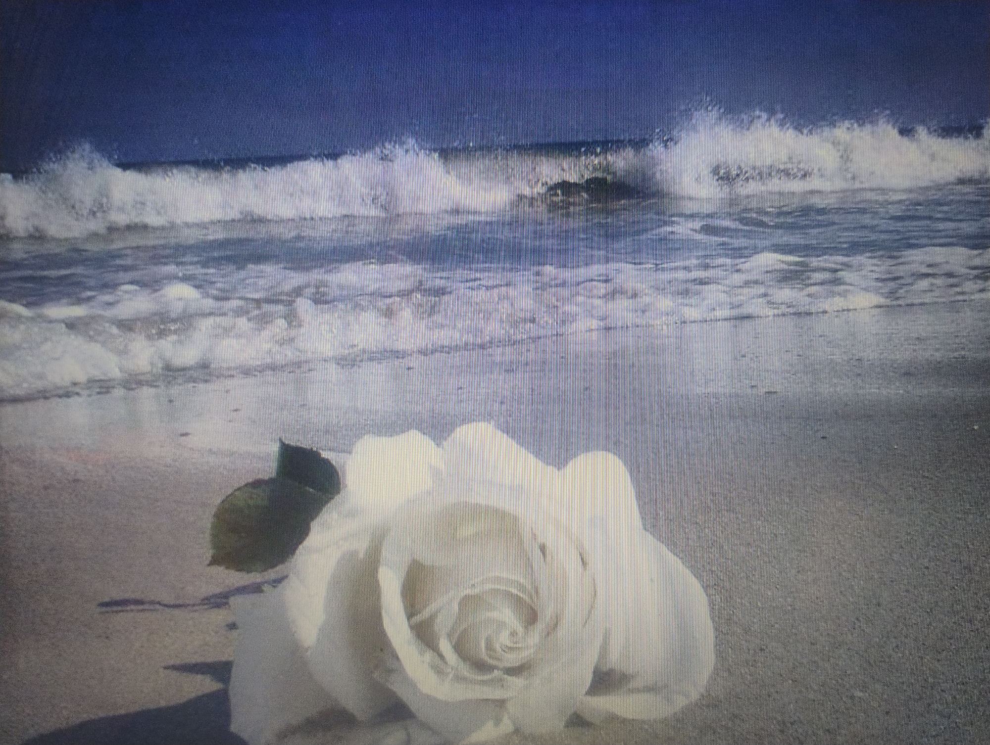 A single white rose rests on a sandy beach with waves crashing in the background. The sky is a deep blue. The image has a grainy texture. There are no people visible.