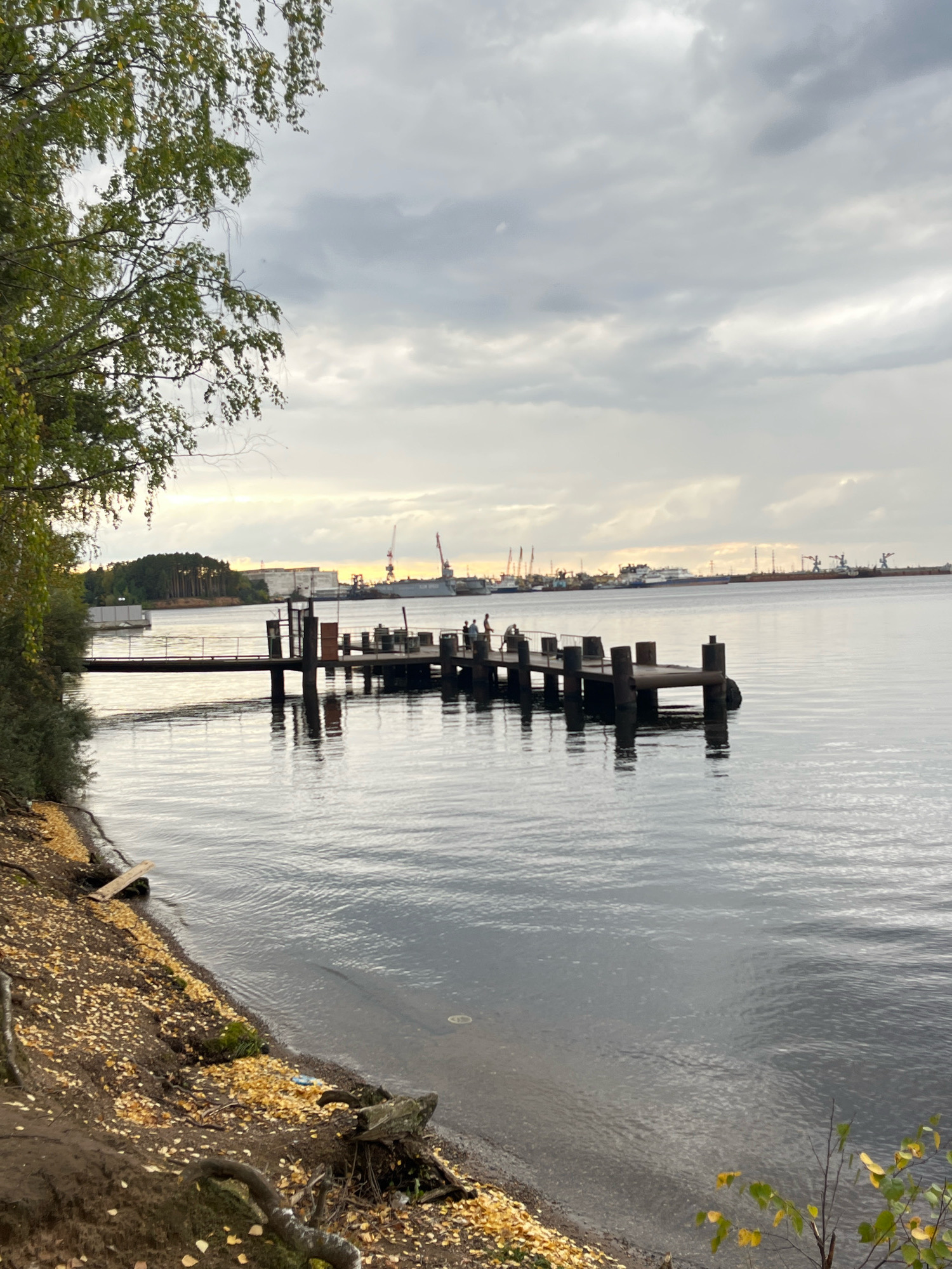 The image depicts a waterfront scene with a wooden pier extending into a calm body of water. The pier is supported by thick wooden pilings and has several upright posts along its length. A few figures are visible on the pier, appearing to be engaged in recreational activities such as fishing.
The shoreline in the foreground is characterized by dark soil, scattered fallen yellow leaves, exposed tree roots, and some moss. A narrow, weathered plank of wood is placed on the bank. The water surface reflects the overcast sky and surrounding objects, creating a slightly rippled texture.
In the background, across the water, a distant industrial landscape is visible, featuring various cranes, buildings, and ships docked in what appears to be a port or shipyard. The sky is cloudy with diffused light, suggesting an overcast day.
Based on available information, this scene is located in the city of Chaikovsky, Russia, likely near the Kama River, which is known for its industrial and recreational waterfront areas.