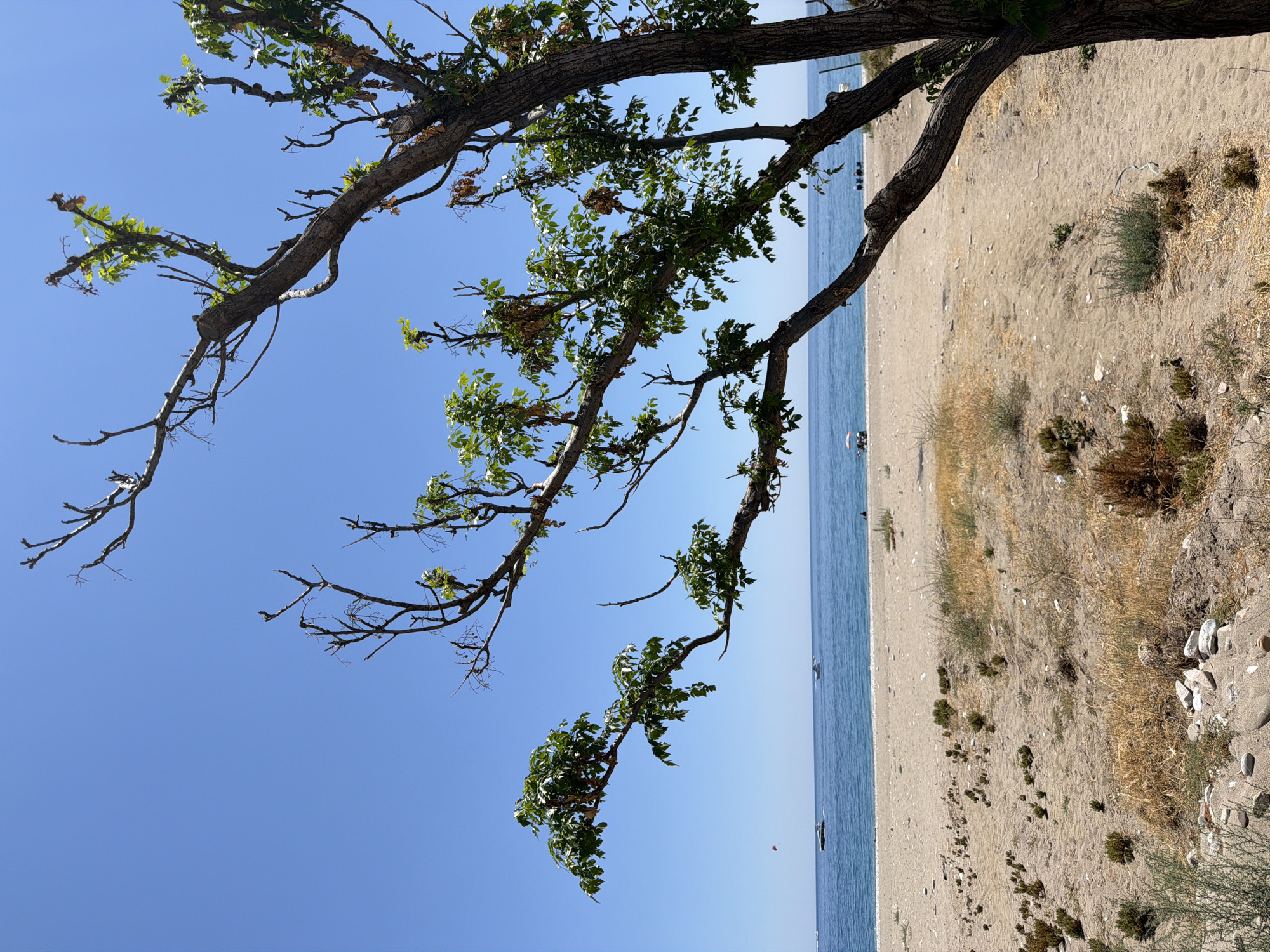 An outdoor, eye-level, medium shot shows a sun-drenched beach in Kemer, Turkey, with the Mediterranean Sea in the background. A tree with sparse green foliage and bare branches occupies the foreground, extending from the right edge of the frame into the upper left quadrant. The sand on the beach is tan and scattered with small rocks and sparse dry vegetation. In the middle ground, a body of calm, blue water stretches across the horizon, with two small boats visible in the distance. A couple of beach umbrellas and several people are dotted along the shore. The sky is a clear, bright blue. The overall impression is one of a peaceful, warm day at the seaside.