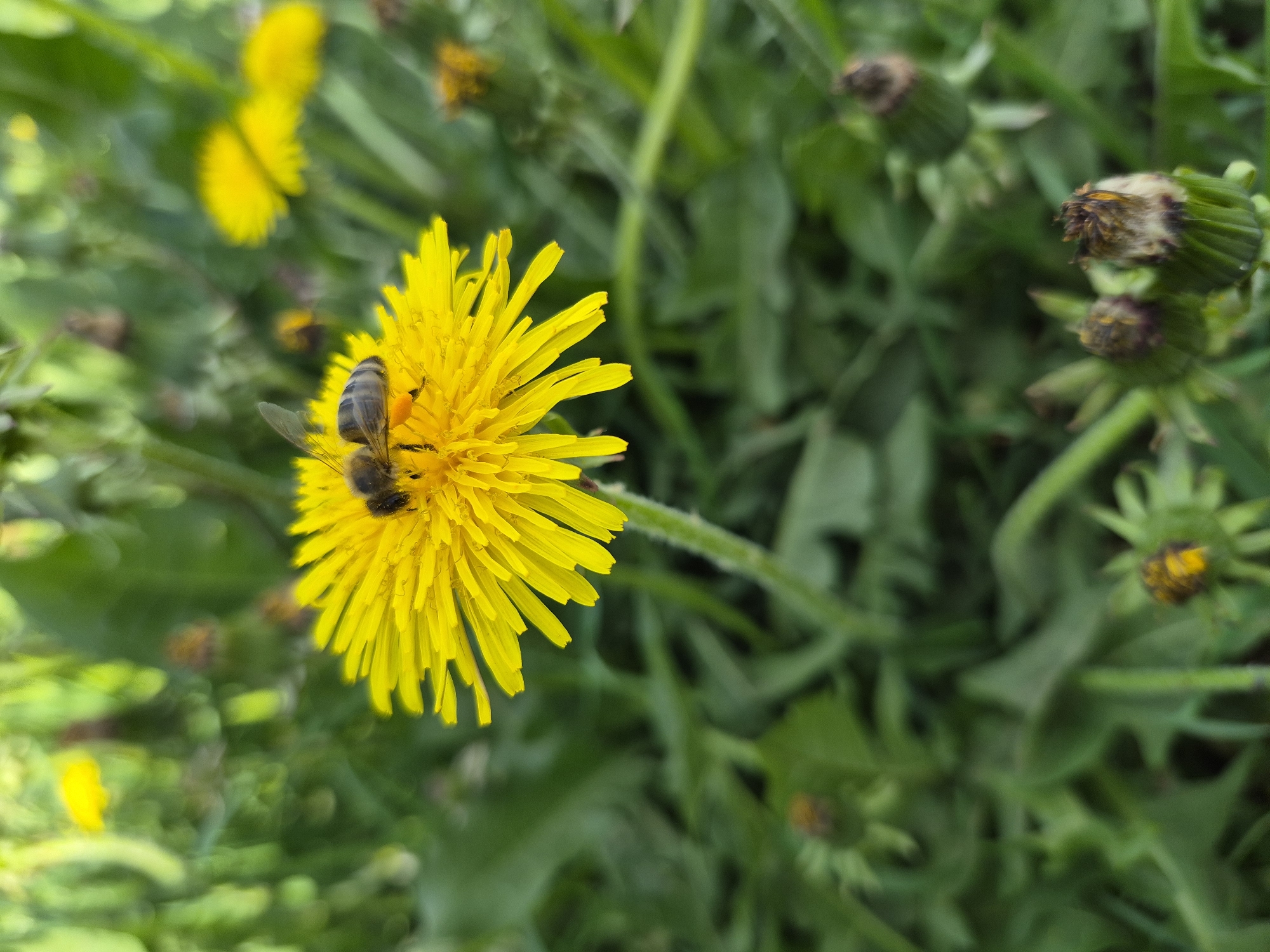 A bee is on a yellow dandelion flower in a field of green foliage. Some of the surrounding dandelions are closed or partially open. The location is Unknown, Unknown.