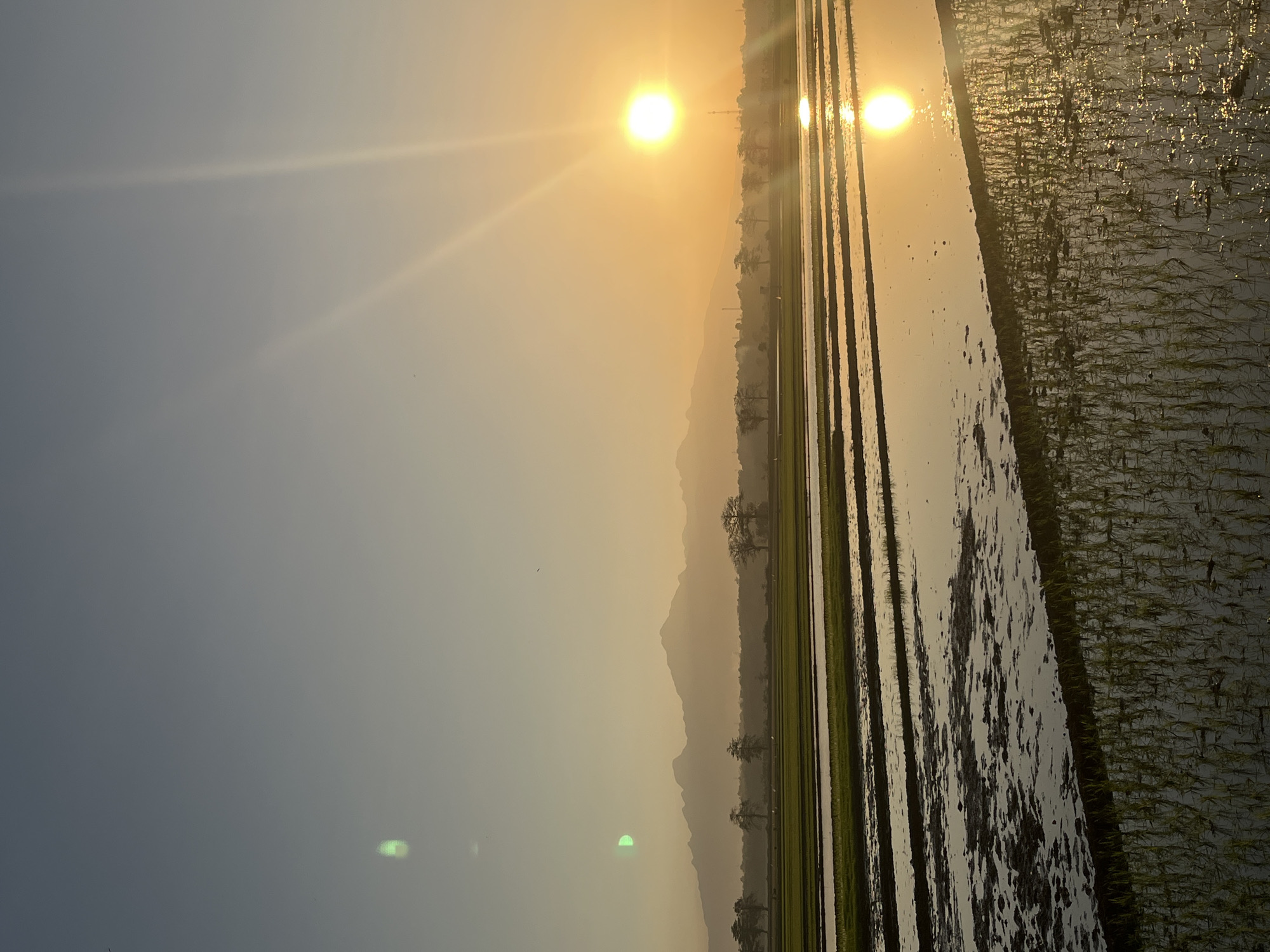 The image depicts a serene sunset over a rice paddy field in Sendang, Indonesia. The sky transitions from a clear, pale blue at the top to a warm, golden orange near the horizon, where the sun is a bright, glowing orb. Sunbeams radiate outwards, casting a warm light on the scene. In the distance, a mountain range is silhouetted against the sky, its peaks softened by the atmospheric haze. The foreground is dominated by the flooded rice fields, with rows of young rice plants emerging from the water. The water reflects the golden hues of the sunset, creating shimmering patterns. There are no people or animals visible in the image. The environment appears to be rural and agricultural, characterized by the expansive rice paddies and distant mountains.