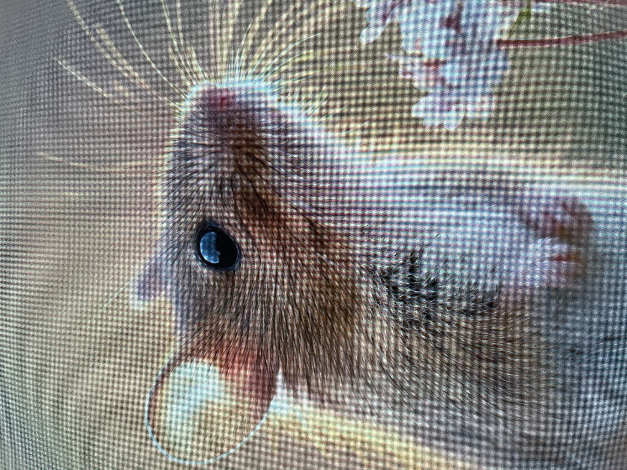 The image depicts a close-up view of a light brown and white hamster. The hamster is facing upwards towards a pink flower. Its eye is black, and its fur is detailed and visible. The background appears to be a soft, neutral color. There is no information to suggest the location is the city of Ореховка, Russia.