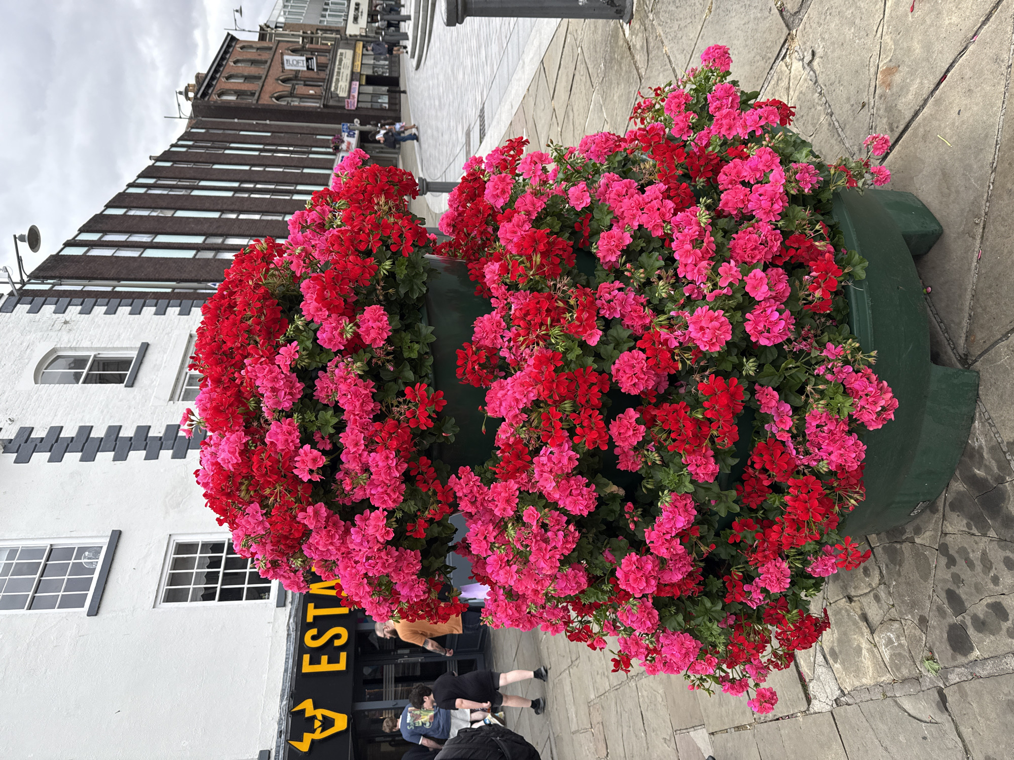 The image depicts a vibrant display of red and pink geraniums overflowing from a large, dark green planter located on a paved sidewalk in Darlington, United Kingdom. The planter is positioned in front of a white building with dark grey stone accents and several windows. A black sign with yellow lettering that reads "ESTA" is visible on the building, suggesting a business or establishment.

In the background, people are seen walking on the sidewalk and across the street. The street curves gently to the right, with various buildings lining its sides, including brick structures with arched windows. The sky is overcast. The foreground is dominated by the lush floral arrangement, with the paved ground showing some signs of wear and discoloration. The overall scene captures a street view in a town center, characterized by architectural elements and the natural beauty of the planted flowers.