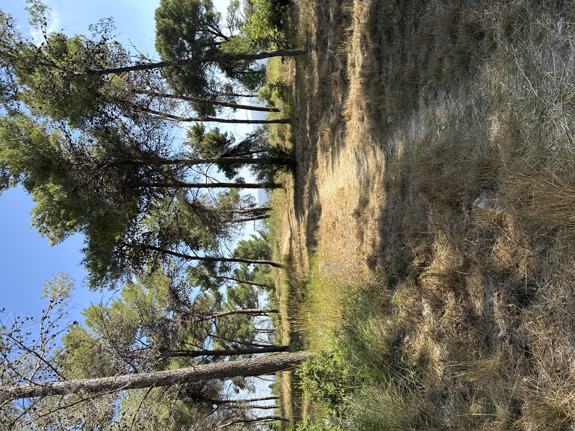 A dirt path winds through a sun-dappled pine forest in Kfar Vradim, Israel. The path is flanked by dry, golden grass and scattered rocks, with tall, slender pine trees casting long shadows. The ground is covered with a layer of pine needles and dry foliage, indicating a warm, dry climate. The sky above is a clear, vibrant blue. The forest appears natural and undisturbed, suggesting a tranquil, remote location within the city's limits. The scene is peaceful and still, with no people or animals visible.