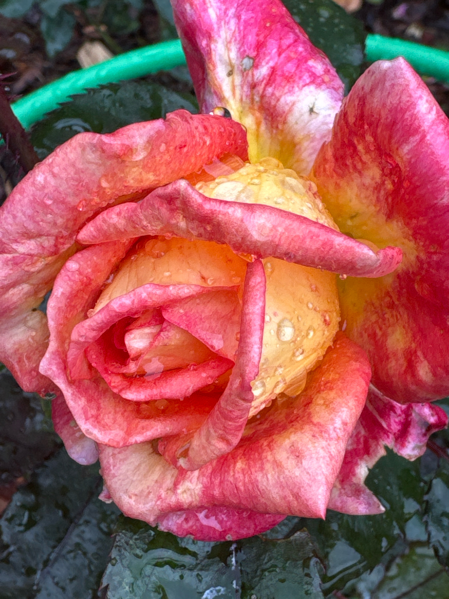 The image is a close-up, overhead shot of a pink and yellow rose with water droplets on its petals. The rose is in bloom, with its petals unfurling to reveal a yellow center. The background is blurred, showing dark green leaves and a section of a bright green garden hose. The scene is likely outdoors, possibly in a garden. There is no indication of Steklyannyi, Russia.