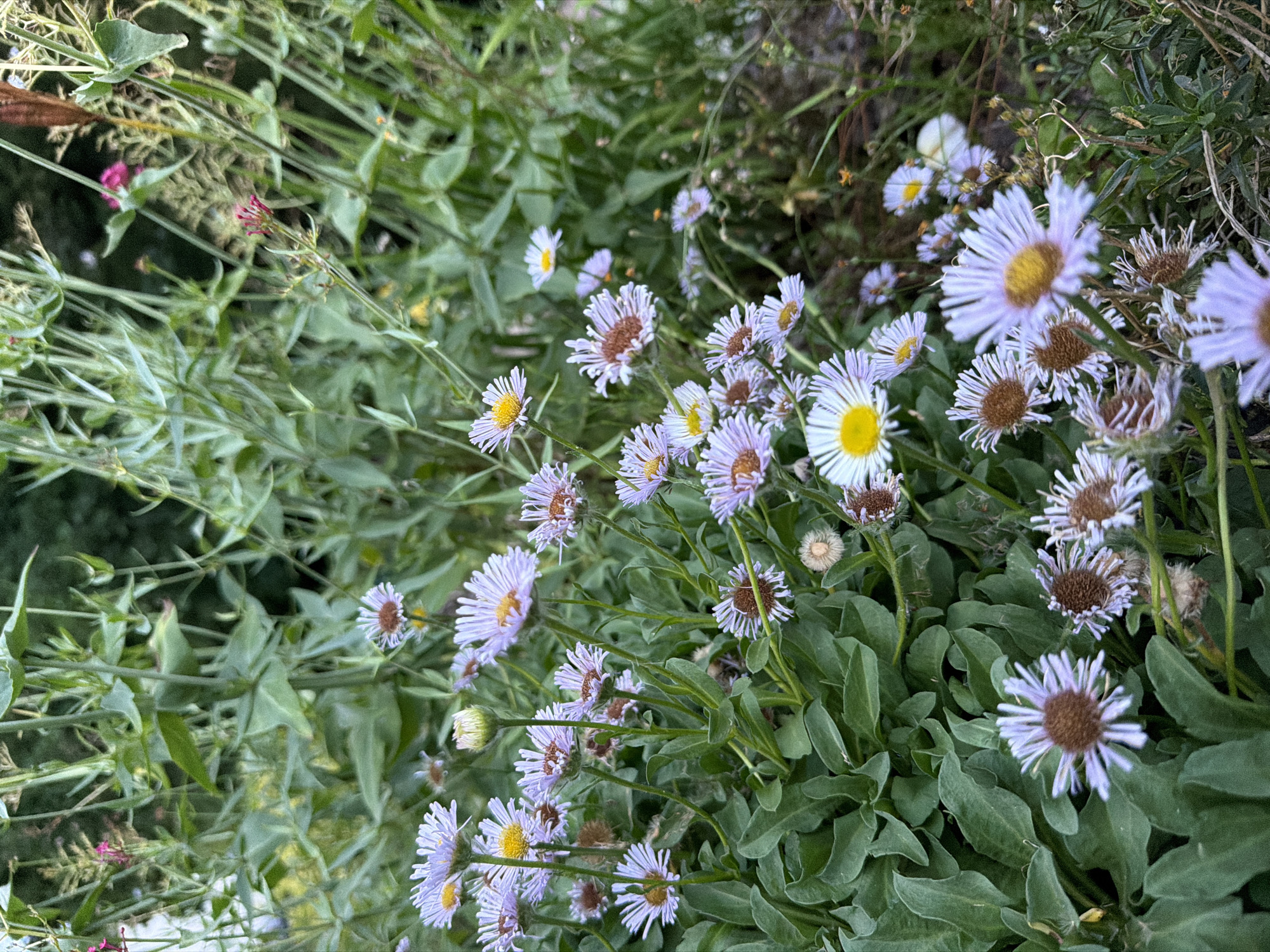 The image shows a close-up, eye-level view of a patch of wild daisies with pale purple petals and yellow centers, growing in an overgrown green area. The flowers are clustered together, with some in focus and others blurred in the background. The leaves of the plants are broad and green, with a slightly fuzzy texture. There are hints of other plants and flowers in the background, including some pink and red blooms. The scene appears to be a natural, uncultivated area. The location is the Luitpoldhain park in Creußen, Germany.