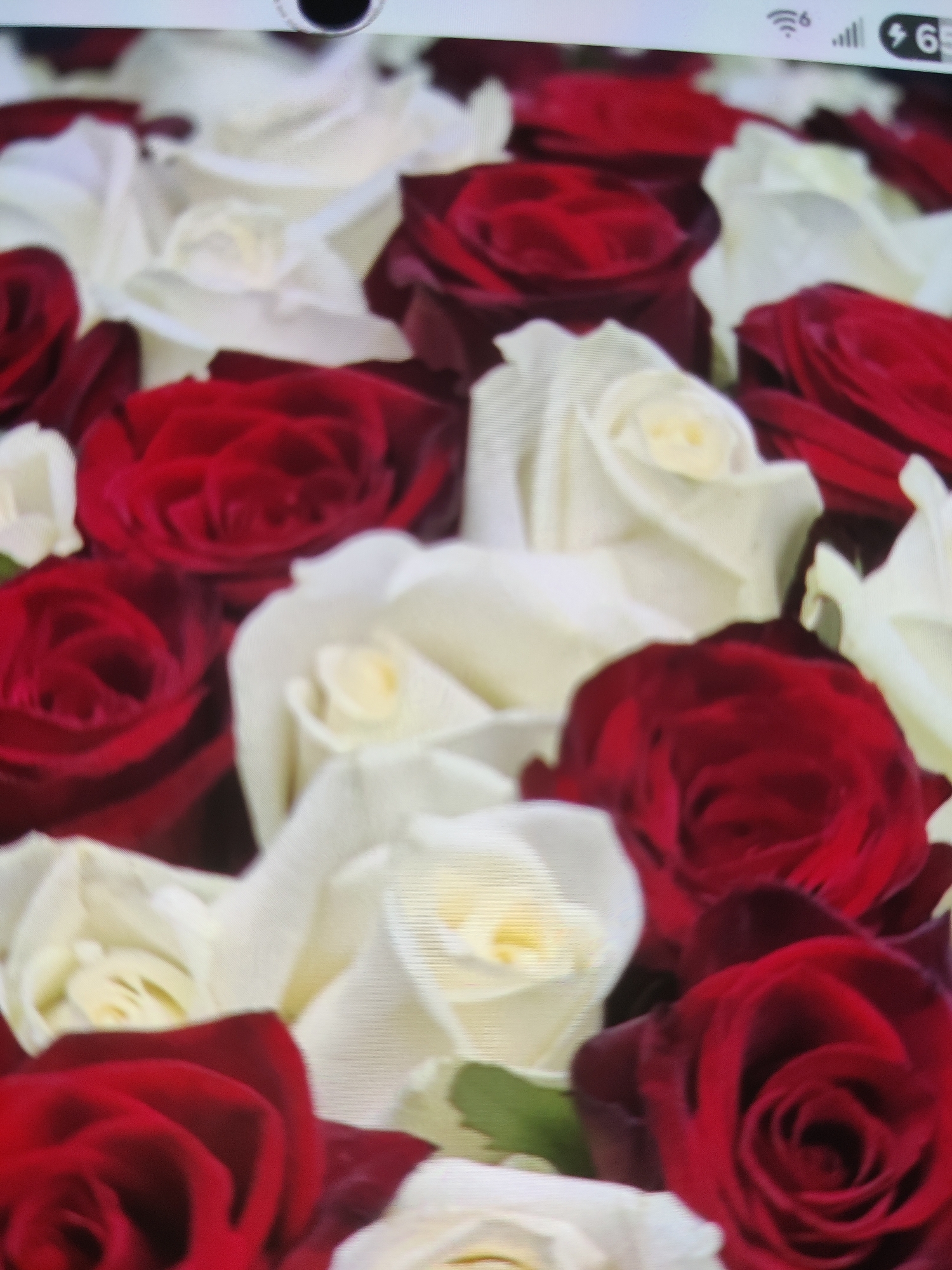 The image is a close-up, overhead shot of a bouquet of red and white roses. The roses are tightly packed together, with some appearing fully bloomed and others still in bud. The lighting is even, and the focus is sharp, highlighting the delicate petals and deep colors of the flowers. There is no indication of a specific location in Lower Paxton Township. The image is devoid of any people or human interaction.