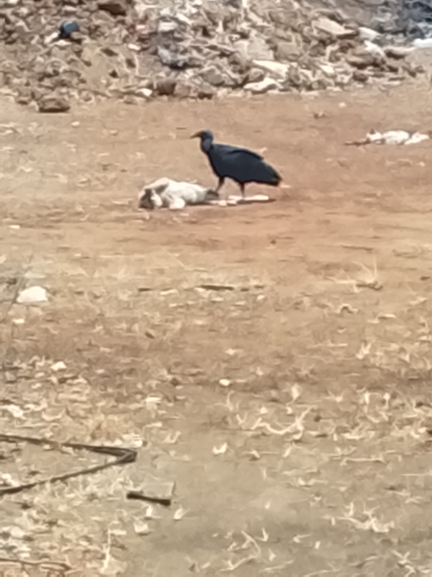 A black vulture stands next to a light-colored animal carcass in Altagracia, Venezuela. The background consists of a dirt and grass area with a pile of stones and debris. A piece of black material lies in the lower-left corner.