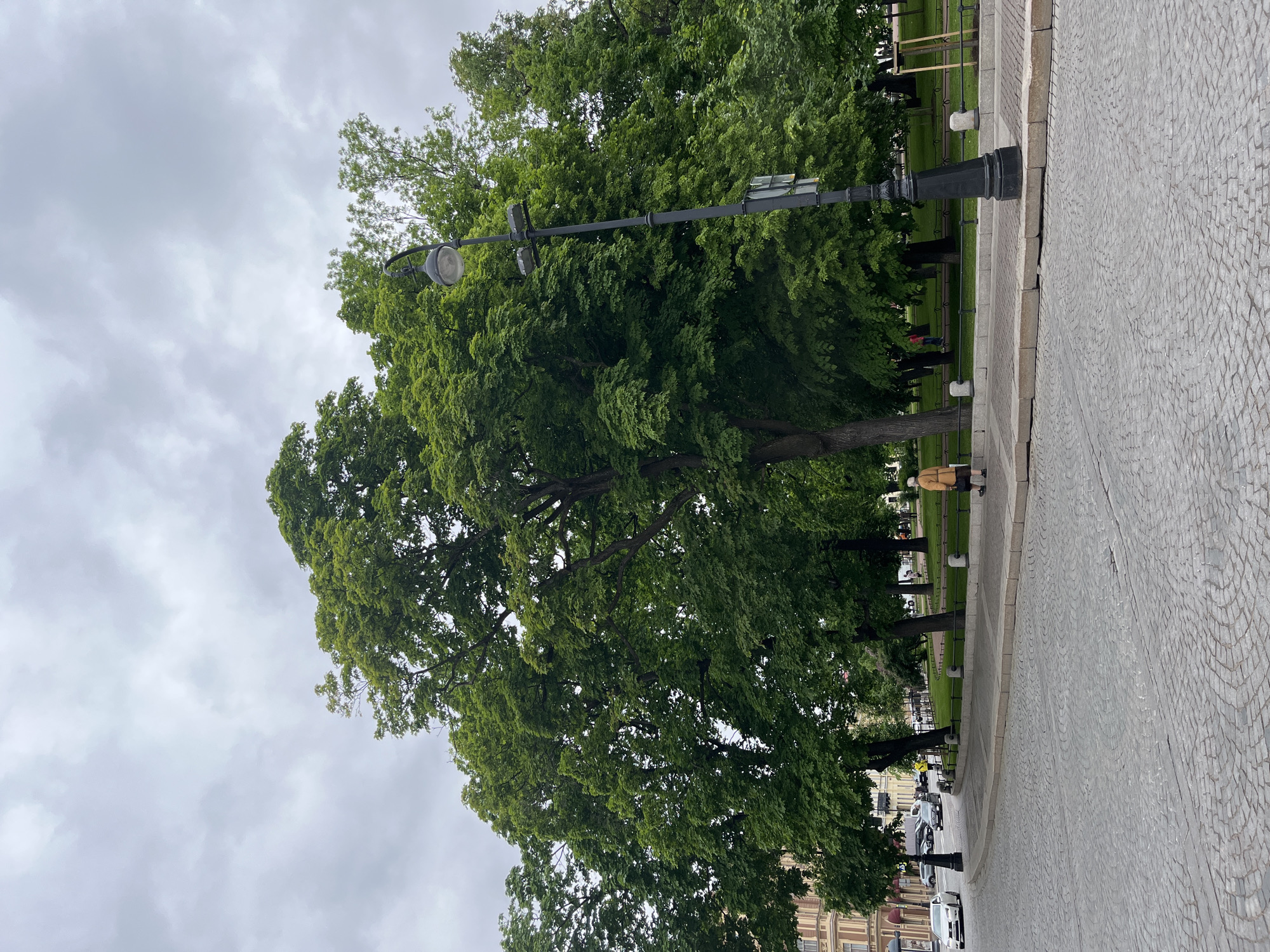 The image depicts a park in Saint Petersburg, Russia, under a cloudy sky. A large tree dominates the foreground, its foliage obscuring much of the background. A vintage-style lamppost stands adjacent to the tree.
Along the edge of the park, a paved pathway runs alongside a green lawn. Benches are spaced along the lawn, and people can be seen sitting on some of them. Vehicles, including cars and a van, are visible in the distance beyond the park. A pedestrian wearing a tan jacket is walking along the pathway. The ground is cobblestone.