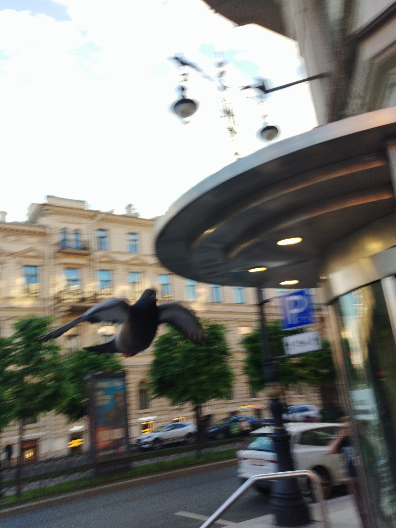 A pigeon in flight is the central subject of this blurred, eye-level photograph taken outdoors in Saint Petersburg, Russia. The pigeon is dark-colored with outstretched wings and appears to be captured mid-flight, facing towards the viewer. In the background, a light-colored, ornate building with multiple windows and balconies is visible. In the middle ground, there are green trees lining a street. A modern, curved, metallic structure with lights is prominent in the foreground, partially obscuring the view. A blue parking sign is also visible on a pole. Several cars are on the street in the background, and a person can be partially seen through a glass entrance on the right side of the frame. The overall impression is one of urban movement and architecture.