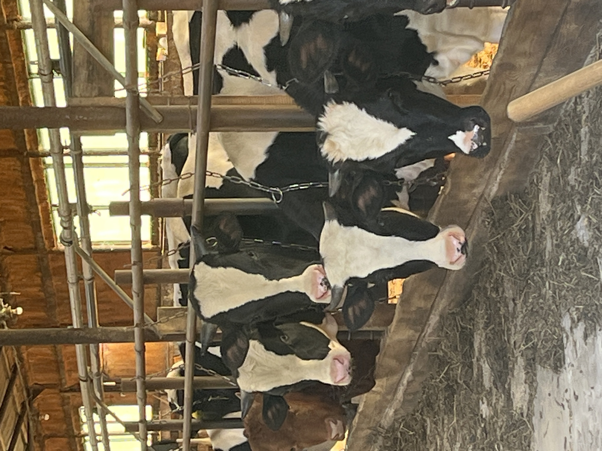 The image shows a row of Holstein Friesian cows in a barn. They are tethered with chains around their necks. The barn has a metal frame structure with a partially visible roof and external light penetrating. The cows are standing on what appears to be concrete with hay on the sides. The location is unknown.