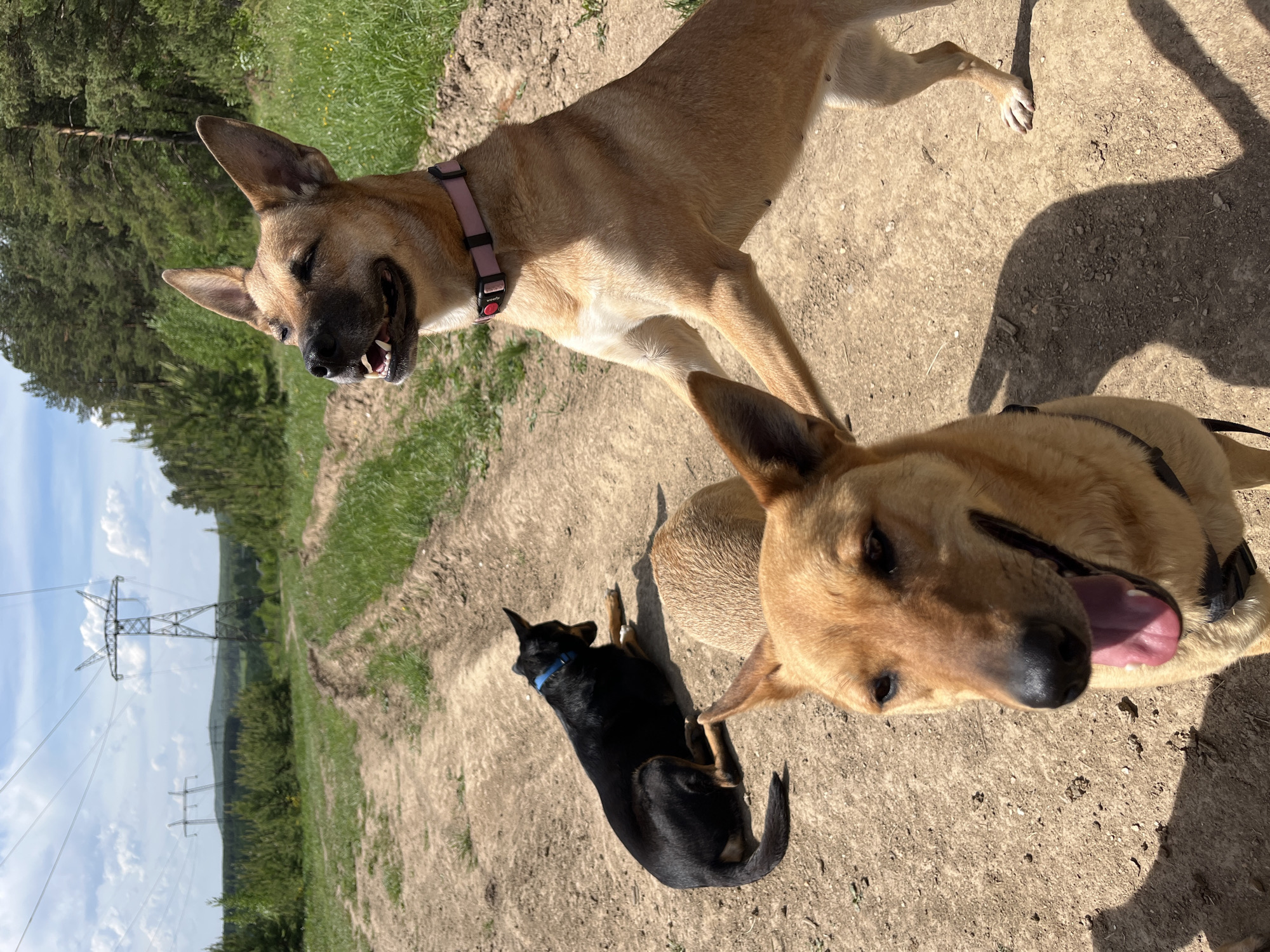 The image depicts three dogs on a dirt path in an outdoor setting. The location appears to be a grassy area near a wooded section, possibly on the outskirts of a city. In the background, power lines and structures resembling electrical towers are visible.
The dogs consist of two tan dogs (one with a pink collar, the other with a black collar) and one black dog with a blue collar. The tan dog with a pink collar is standing, while the other two are lying down. One tan dog is looking at the camera.
Based on the available details, it is not possible to confirm definitively whether this is Nizhny Tagil, Russia, without additional information. However, the presence of power lines, wooded sections, and dirt paths are consistent with areas located on the outskirts of that city.