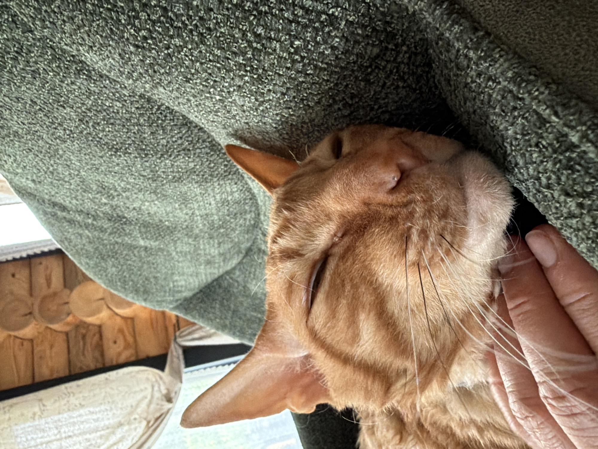 A close-up shot captures an orange tabby cat resting comfortably in a textured green blanket. The cat's eyes are mostly closed, suggesting it is relaxed or asleep. A human hand, with neatly trimmed nails, gently supports the cat's head. In the background, a wooden wall constructed from round logs is visible, indicating an indoor setting that appears rustic, possibly a cabin or a traditional house. A portion of a sheer white curtain hangs near a window on the left side of the frame, suggesting natural light is entering the space. The scene is devoid of any urban elements or specific landmarks that would indicate a location within the city of Simonikha, Russia. The focus is entirely on the intimate interaction between the human and the cat within a cozy domestic environment.