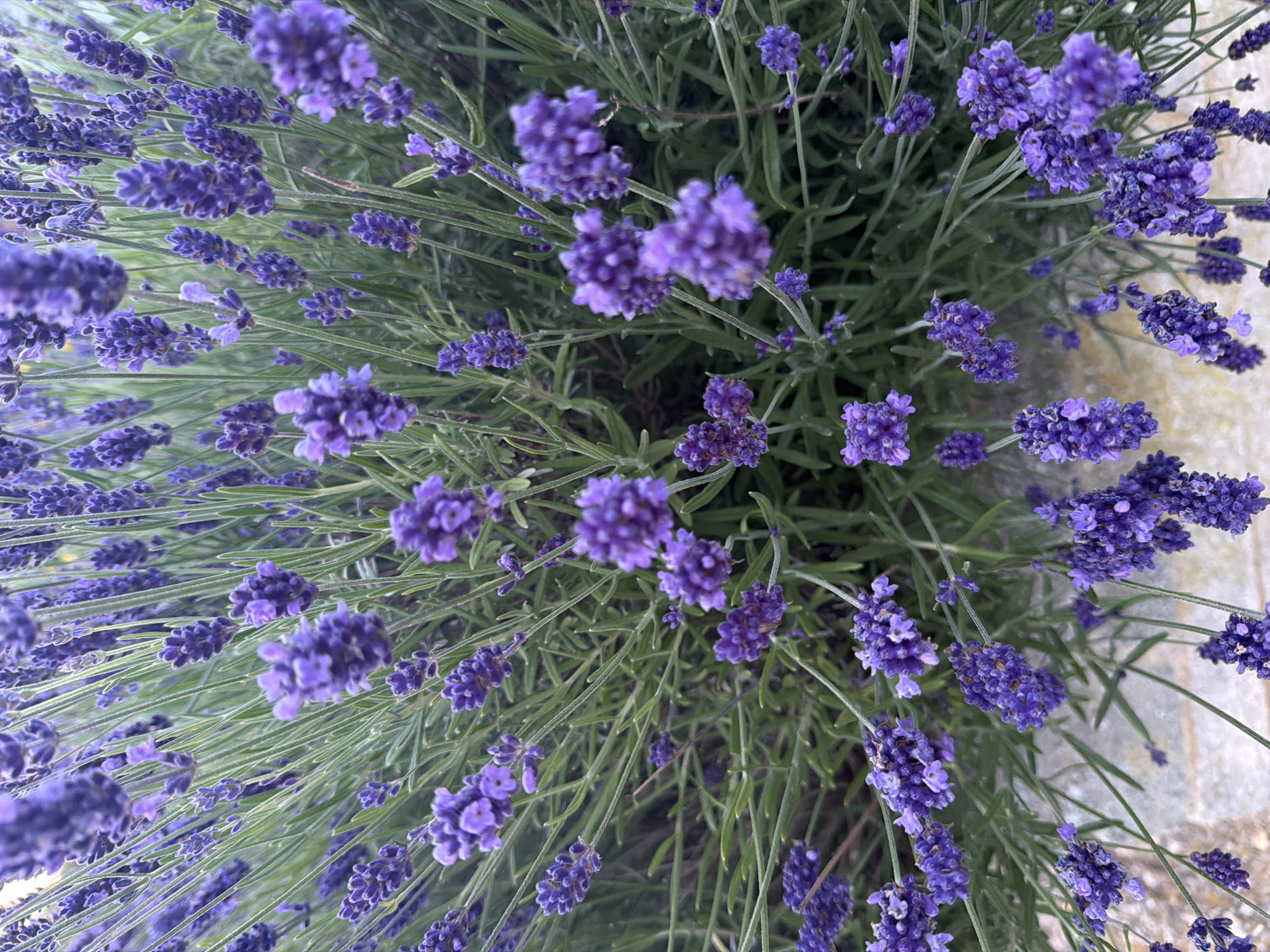 The image depicts a close-up, overhead view of a densely packed lavender plant, stated to be located in Maidstone, United Kingdom. The frame is largely filled with numerous purple to deep violet lavender flowers, clustered into prominent inflorescences. Many of these flower spikes are in sharp focus, revealing the intricate details of individual florets, while others are softened by a shallow depth of field, creating a layered effect. Interspersed among the flowers are slender, elongated leaves and thin stems, exhibiting shades of green and muted gray-green. At the very bottom of the composition, a small section of a light-colored, textured surface, consistent with stone or concrete paving, is visible, suggesting the lavender is planted in a bed adjacent to a hardscape element. No individuals, animals, or additional objects are present. The scene is illuminated by natural light, contributing to the clear visibility of the plant's textures and colors.