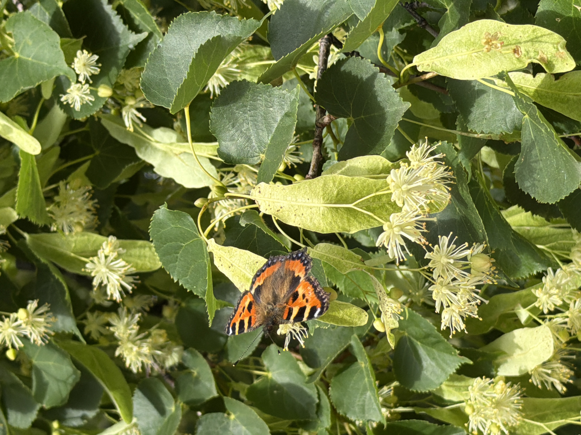 This media file is a close-up, eye-level shot of a butterfly resting on the flowers and leaves of a linden tree. The butterfly, a Small Tortoiseshell, is in the center of the frame, its wings spread and its body facing towards the left. Its wings are a vibrant mix of orange, black, and white. The linden tree is in bloom, with numerous small, pale yellow flowers clustered among the green leaves. Some of the leaves are a lighter green or yellowish, suggesting they might be older or are catching the sunlight. The overall scene is natural and serene, with the focus on the intricate details of the butterfly and the blossoms. The lighting suggests it is daytime, likely sunny, with the natural light illuminating the scene. The location context provided is Chaikovsky, Russia. There is no visible text in the image.