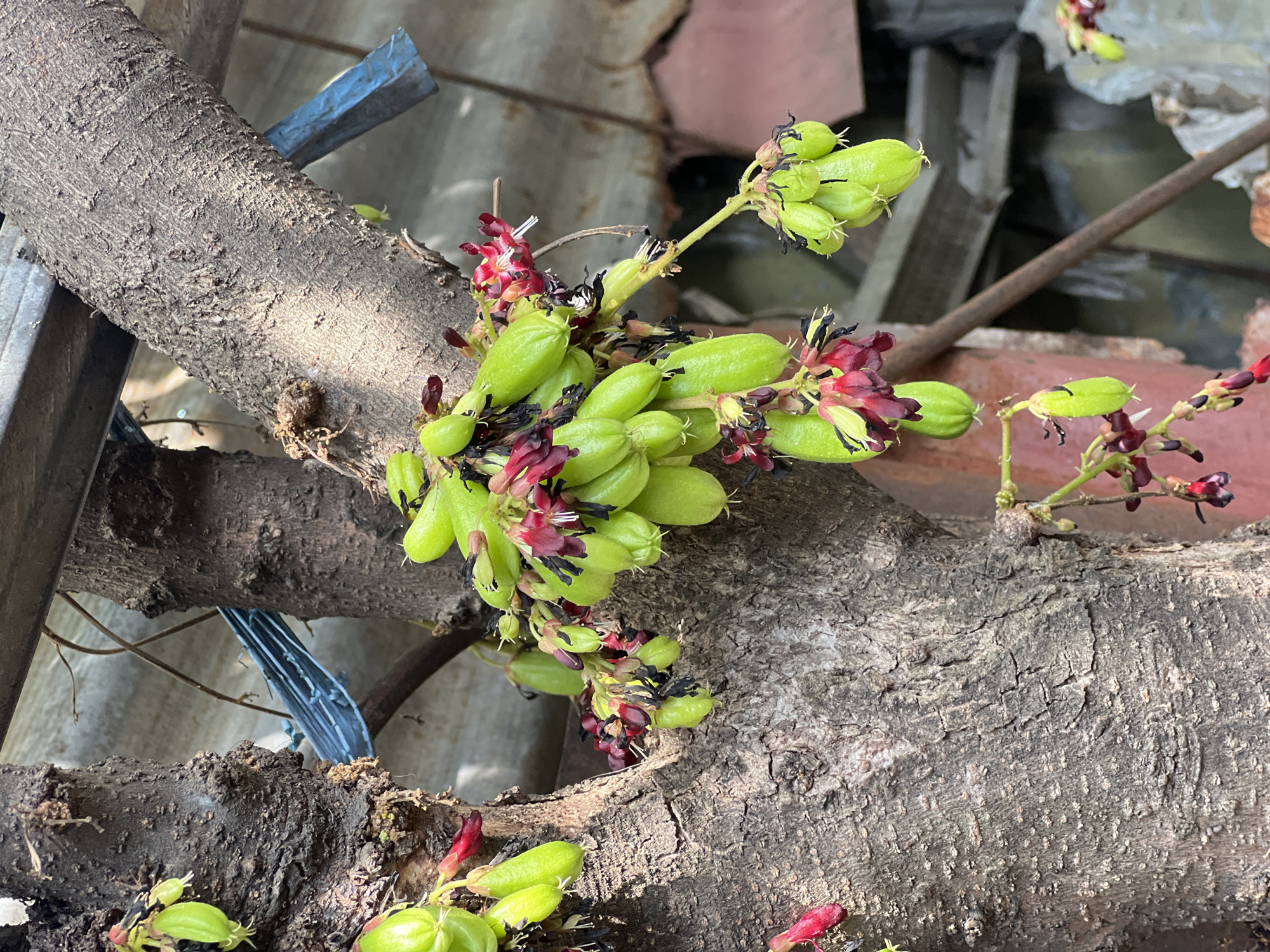 The image captures a close-up of a tree trunk in Denpasar, Indonesia, adorned with clusters of green, elongated fruits and deep red flowers. The fruits are approximately 2-3 inches long and have a slightly ribbed texture. They hang in bunches, some still attached to the tree by thin stems, while others appear to be falling or have fallen. The flowers, interspersed among the fruits, have multiple delicate petals and dark centers. The tree trunk itself is rough and textured, with a gray-brown bark. In the background, out-of-focus elements suggest an outdoor environment, possibly a backyard or less-maintained area, with hints of corrugated metal roofing and wooden structures. The lighting suggests it is daytime, with sunlight casting shadows and highlighting the textures of the bark and fruits. There are no people visible in the image.
