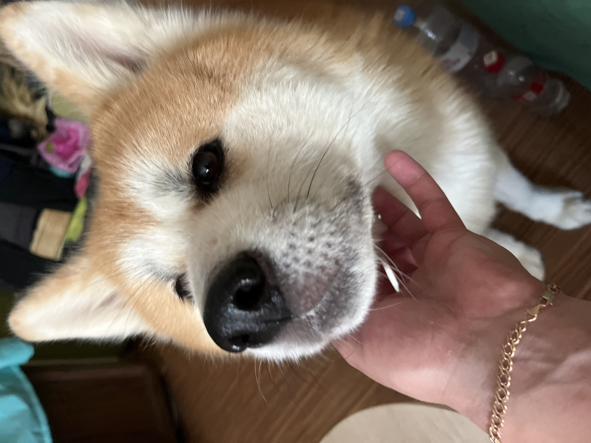 A close-up, eye-level shot shows a person's hand gently petting a dog's face. The dog, an Akita or similar breed, has reddish-brown and white fur, dark eyes, and a black nose. The person's hand, adorned with a gold bracelet, is positioned under the dog's chin and jaw. In the background, out of focus, are household items including furniture, a green cloth, and plastic bottles on a wooden floor. The image appears to be taken indoors, in a domestic setting. There is no indication of the specific location within Minsk, Belarus.
