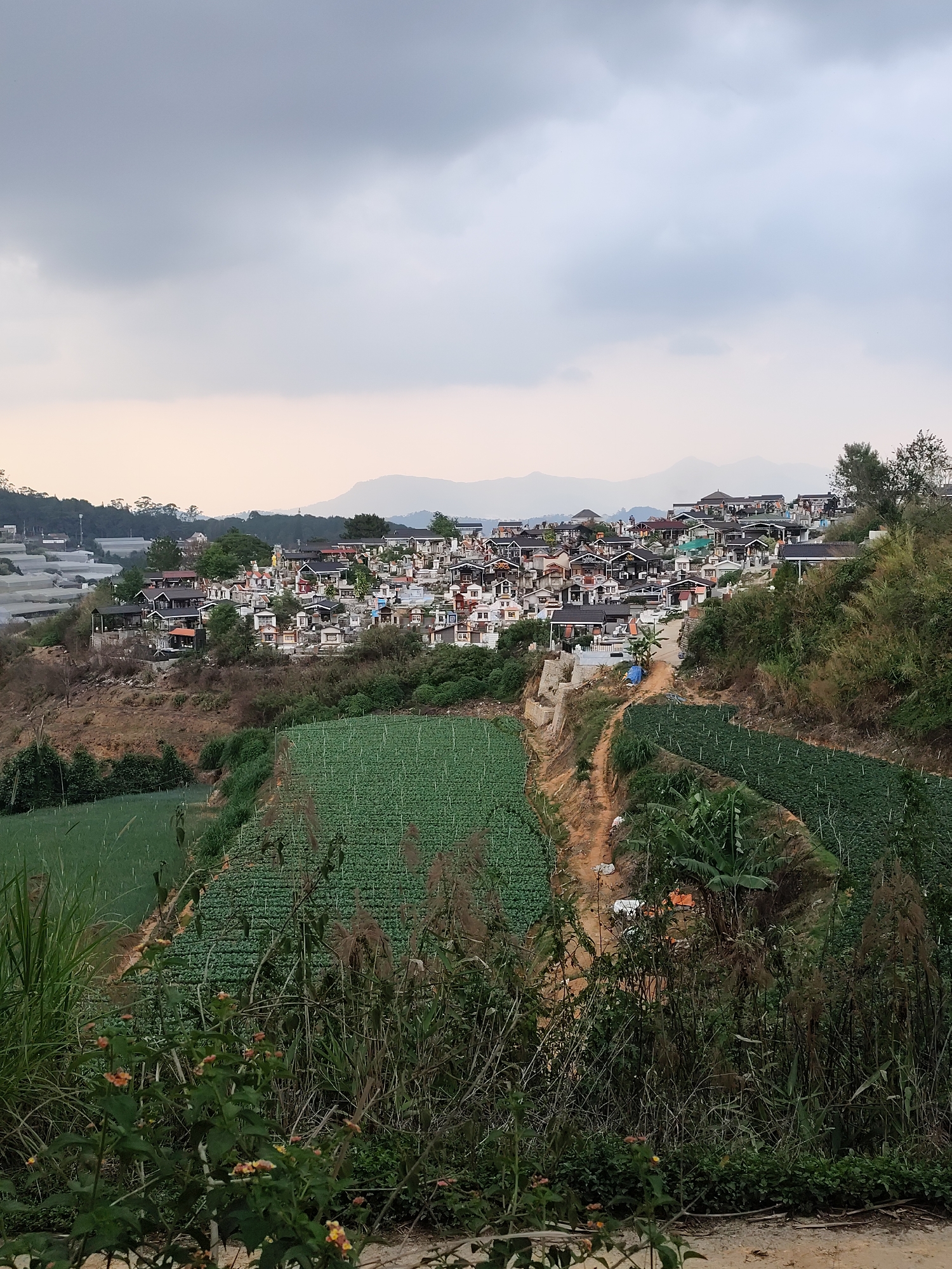 The image shows a hillside scene in Cam Ly - Đà Lạt, Vietnam. A cluster of buildings, primarily white and dark-roofed structures, is situated on the upper portion of the hillside. The buildings appear to be closely packed together. In the midground, terraced fields, mostly cultivated with green leafy crops, slope down towards the foreground. An earthen path or road runs alongside one of the fields. The foreground is filled with vegetation, including tall grasses, flowering plants, and bushes, partially obscuring the view. Overcast sky conditions prevail, with the sky a mix of grey and pale yellow. Distant mountains are visible on the horizon. There is no visible human activity. A few plastic greenhouses are observed on the far left of the image.