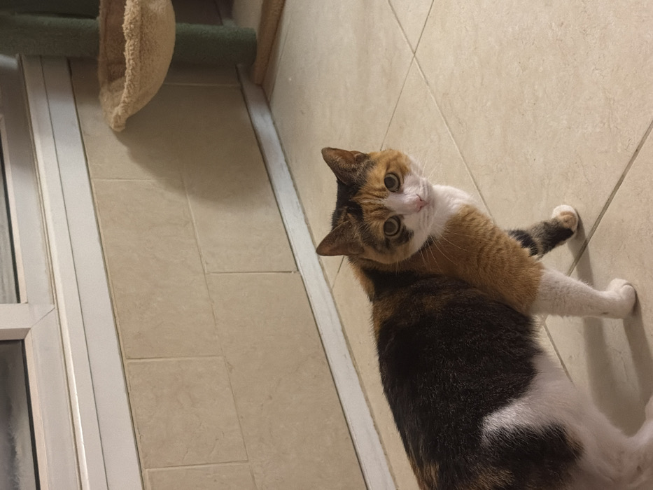 A calico cat with white markings lies on a tiled floor, angled towards the camera. The cat gazes upward with wide eyes, its head cocked slightly. Its front right paw rests on the tile. A cat tree with a round resting area is visible in the upper left corner, adjacent to a white-framed window. The overall lighting is warm.