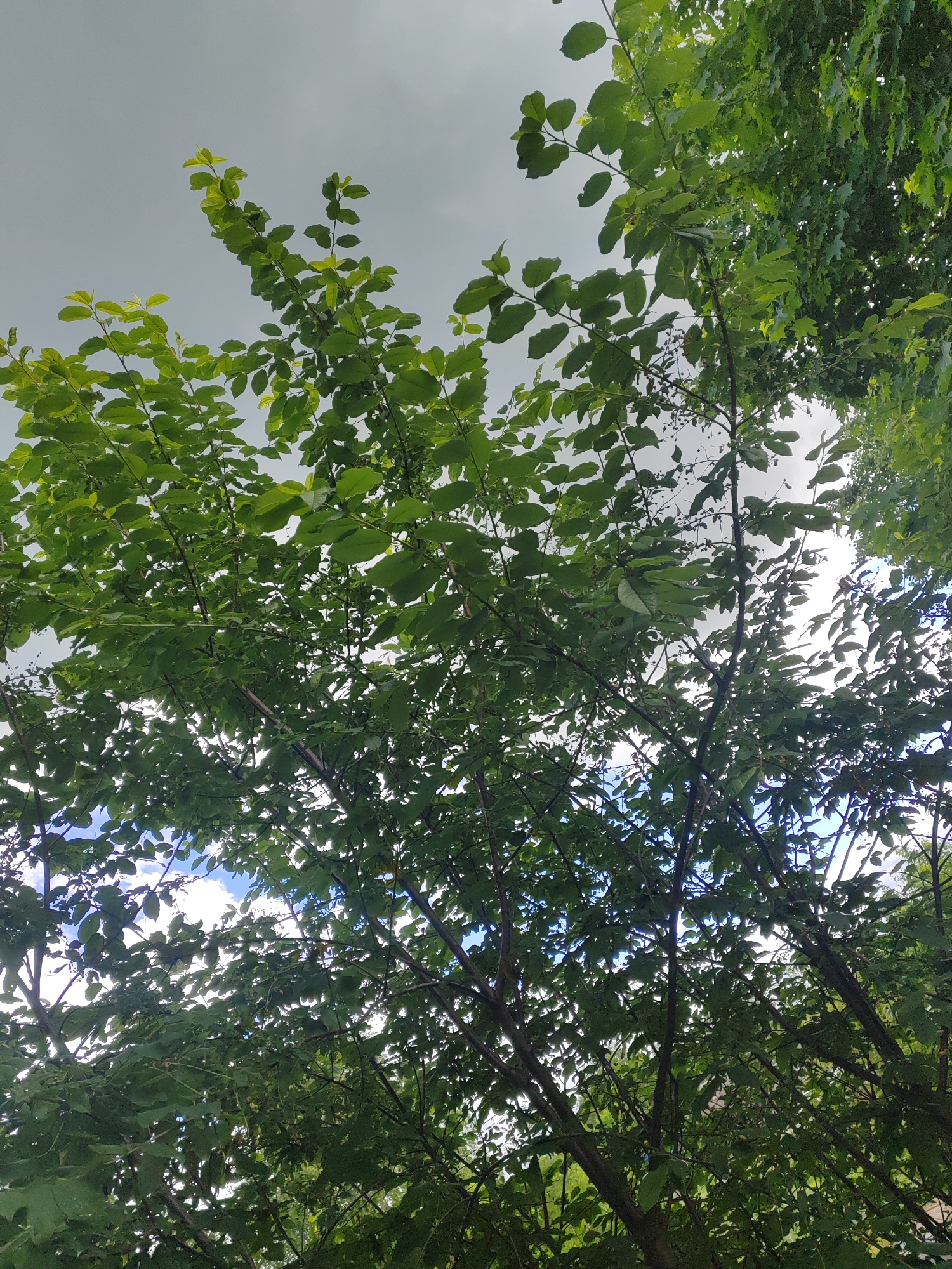 The image is a view looking upwards through the branches and leaves of trees towards the sky. The sky is partly cloudy with patches of blue visible. The leaves are predominantly green with some lighter green new growth. The tree branches are brown and appear to be dense. The location is unspecified.