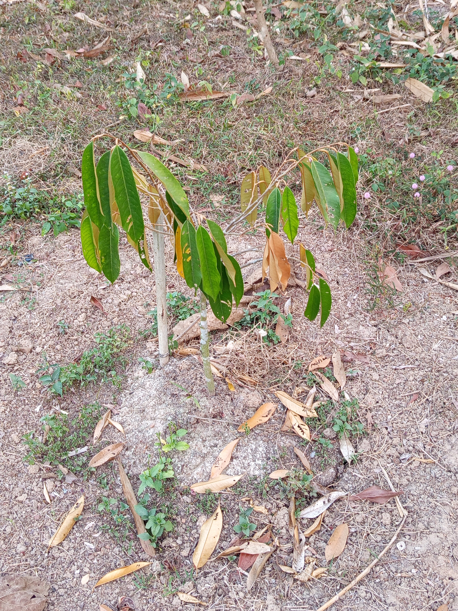 A young durian sapling, supported by a wooden stake, stands in a patch of dry, sandy soil dotted with sparse green vegetation and fallen brown leaves. The sapling's leaves display a range of colors, from healthy green to yellow and brown, indicating signs of stress or wilting. The surrounding environment appears to be an outdoor area, possibly a plantation or garden, with dry grass and more scattered leaves on the ground. The overall impression is one of a struggling plant in a somewhat arid setting within Pulung Kencana, Indonesia.