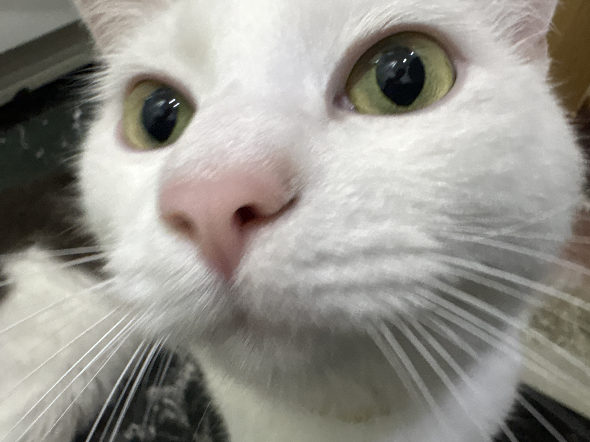 The image is a close-up, eye-level shot of a white cat's face. The cat's eyes are a prominent feature, with one eye appearing a bit larger and more in focus than the other. The cat's fur is white, and its nose is pink. Whiskers are visible, fanning out from its snout. The background is blurred and appears to be a mix of neutral and dark tones, suggesting an indoor setting. There are no visible people or any indications of the cat being in the city of Vysokoye, Russia.