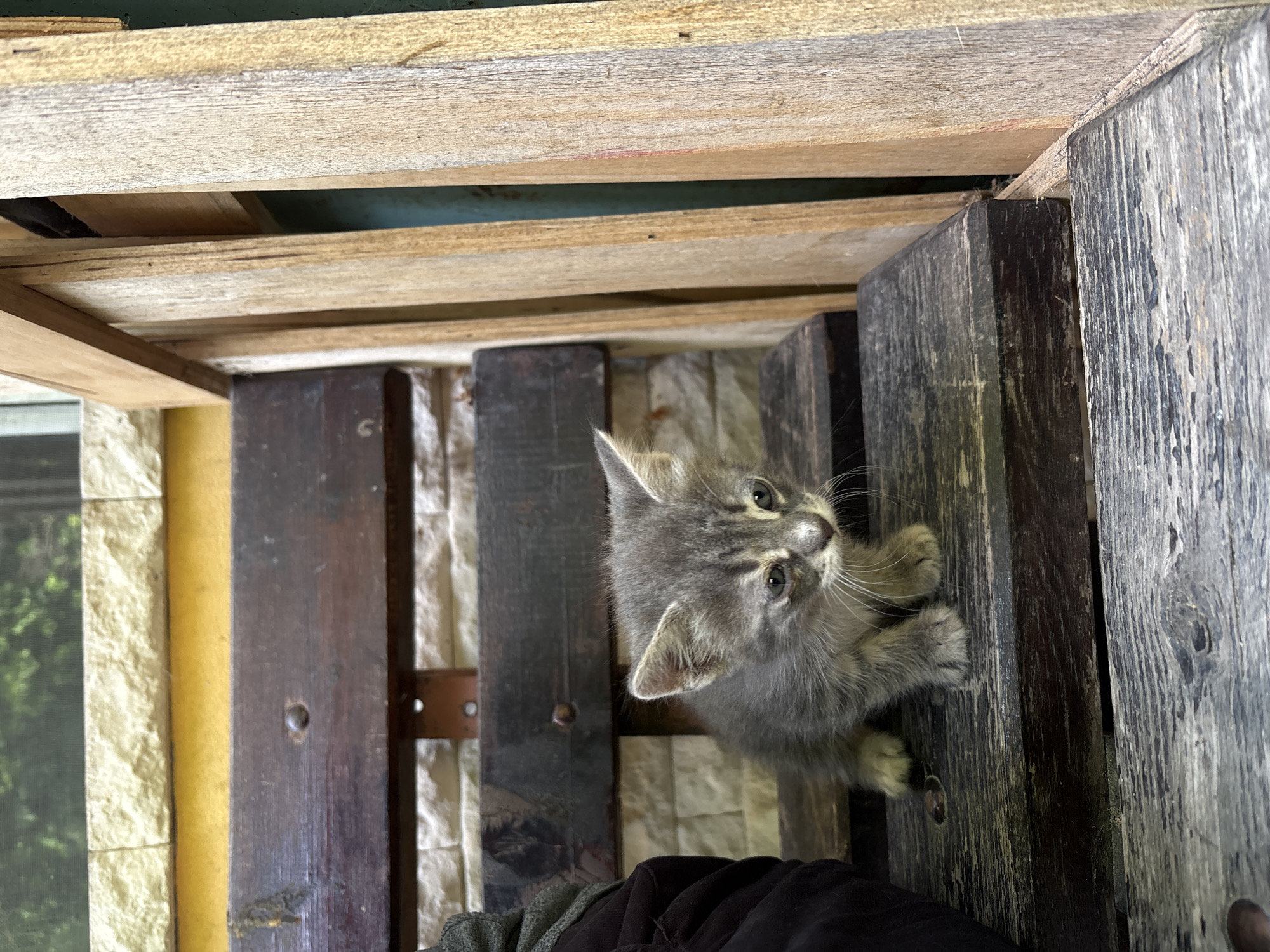 A small, gray tabby kitten with discernible eye discharge is positioned centrally on a weathered, dark brown wooden surface, likely an outdoor bench or step, in Provadia, Bulgaria. The kitten faces slightly right, its gaze directed downward. To the immediate left, a segment of a human leg, covered in dark fabric with a gray cuff, is partially visible. Behind the kitten, a yellow-painted wall is topped by a course of light-colored, rectangular, textured stone or tile. To the right of the kitten, several lighter-toned, vertical wooden planks are visible, suggestive of a barrier or wall. A glimpse of a greenish-blue surface and blurred foliage is present in the distant background. The visible wooden structures are joined by dark metal fasteners.