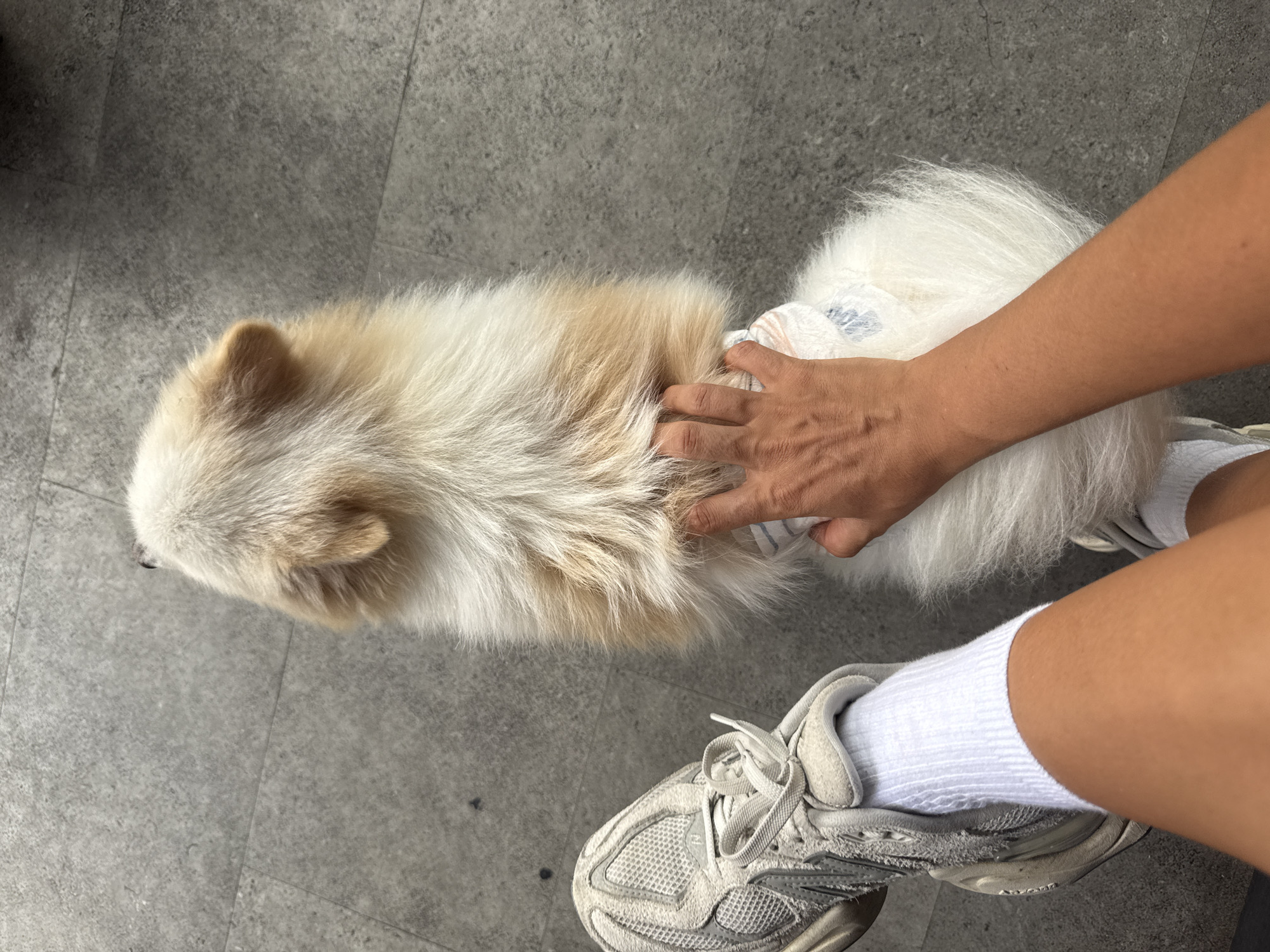 A person is seen from the knees down, wearing a pair of off-white sneakers over white socks. They have one hand resting on the back of a small, light-tan and white dog that appears to be wearing a diaper. The surface beneath them is a light grey, tiled or concrete flooring. The location is unspecified, but it is in North Kuta, Indonesia.