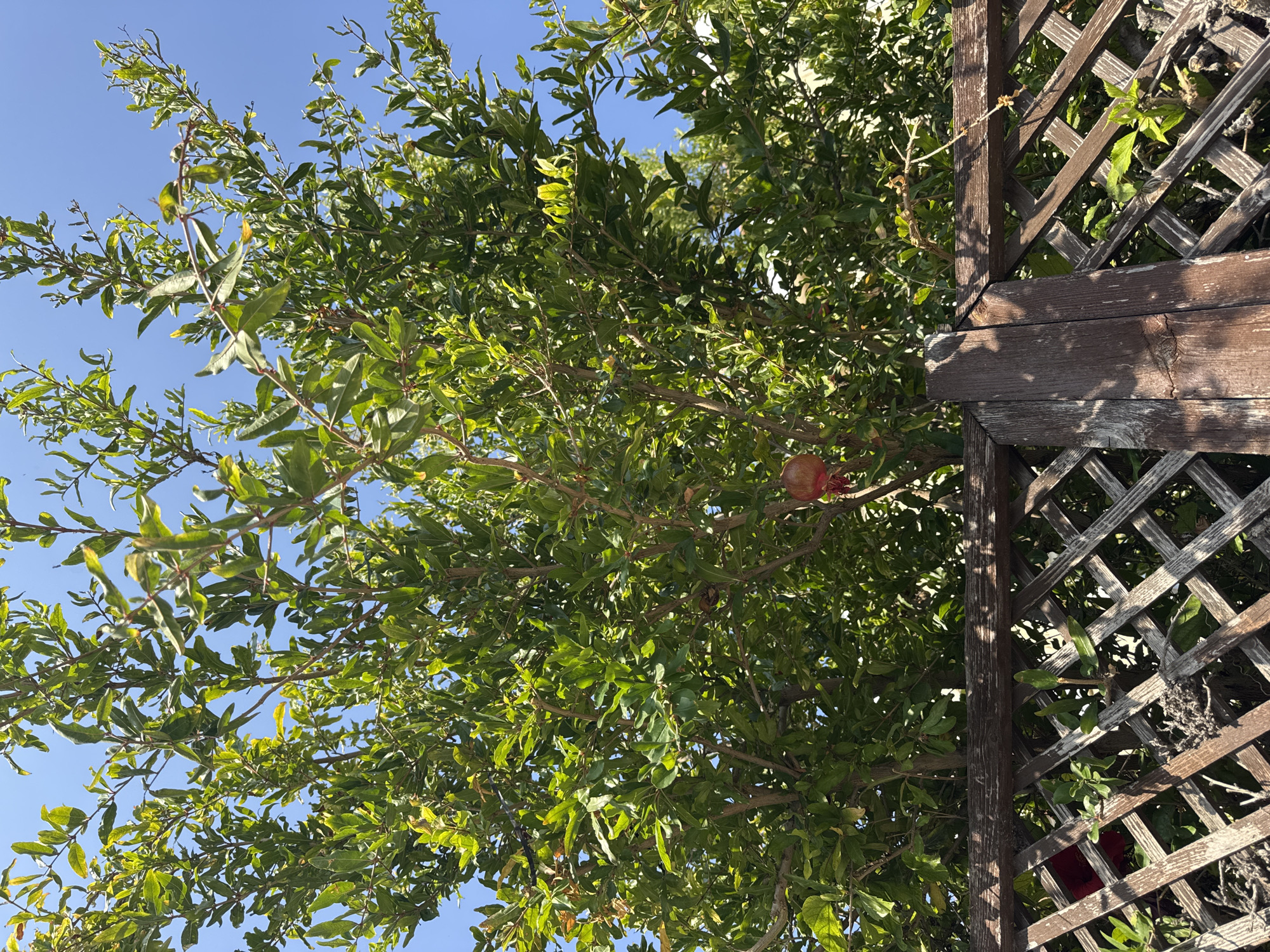 The image shows a pomegranate tree with developing fruit, set against a clear blue sky. The tree is laden with green leaves and several small pomegranates are visible. In the foreground, a wooden lattice fence, weathered and with a crisscross pattern, partially obscures the lower portion of the tree. The scene appears to be outdoors, suggesting a garden or yard setting. The quality of light indicates it is daytime. Based on the context provided about Agios Tychona Community, Cyprus, this image likely depicts a typical scene in a residential area or agricultural land within that region, where pomegranate cultivation is common.