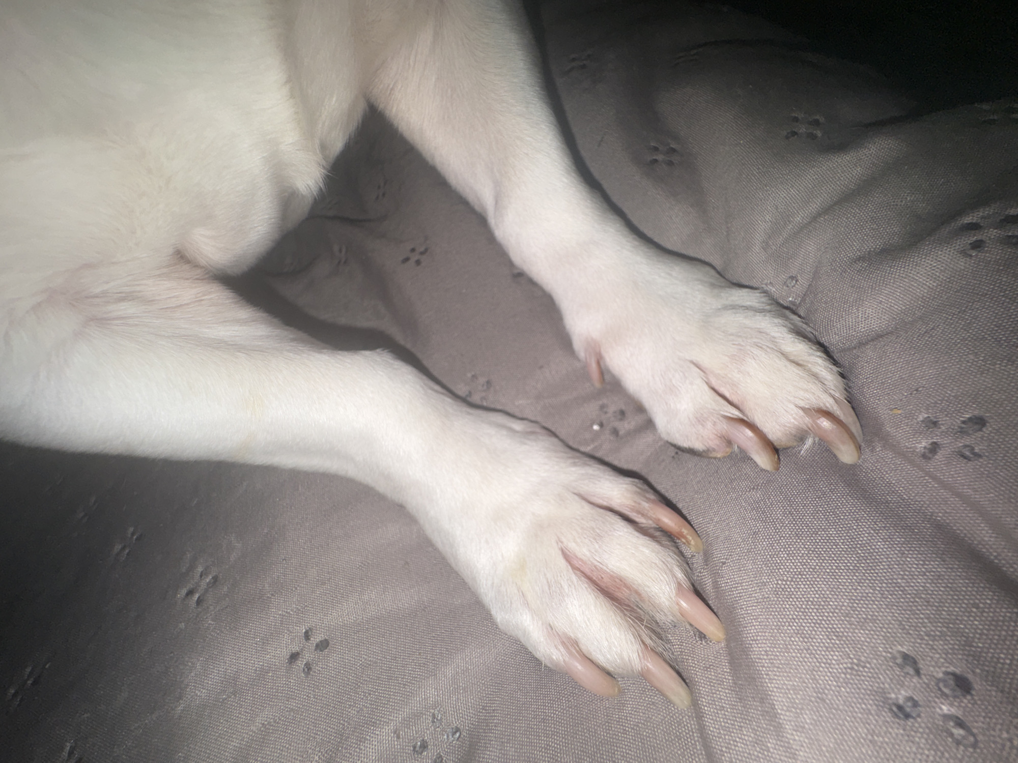 The image shows the front paws of a white dog resting on a gray quilted surface. The dog's nails are long and untrimmed. There is no indication of the image's location being Varna, Bulgaria.